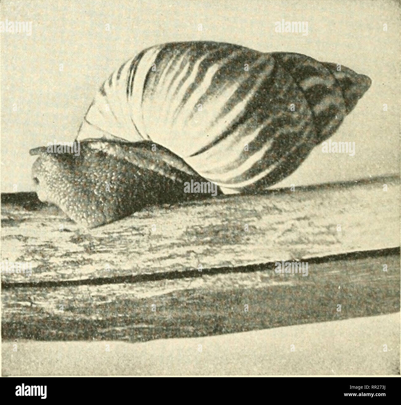 Zebra mussels attached hires stock photography and images Alamy