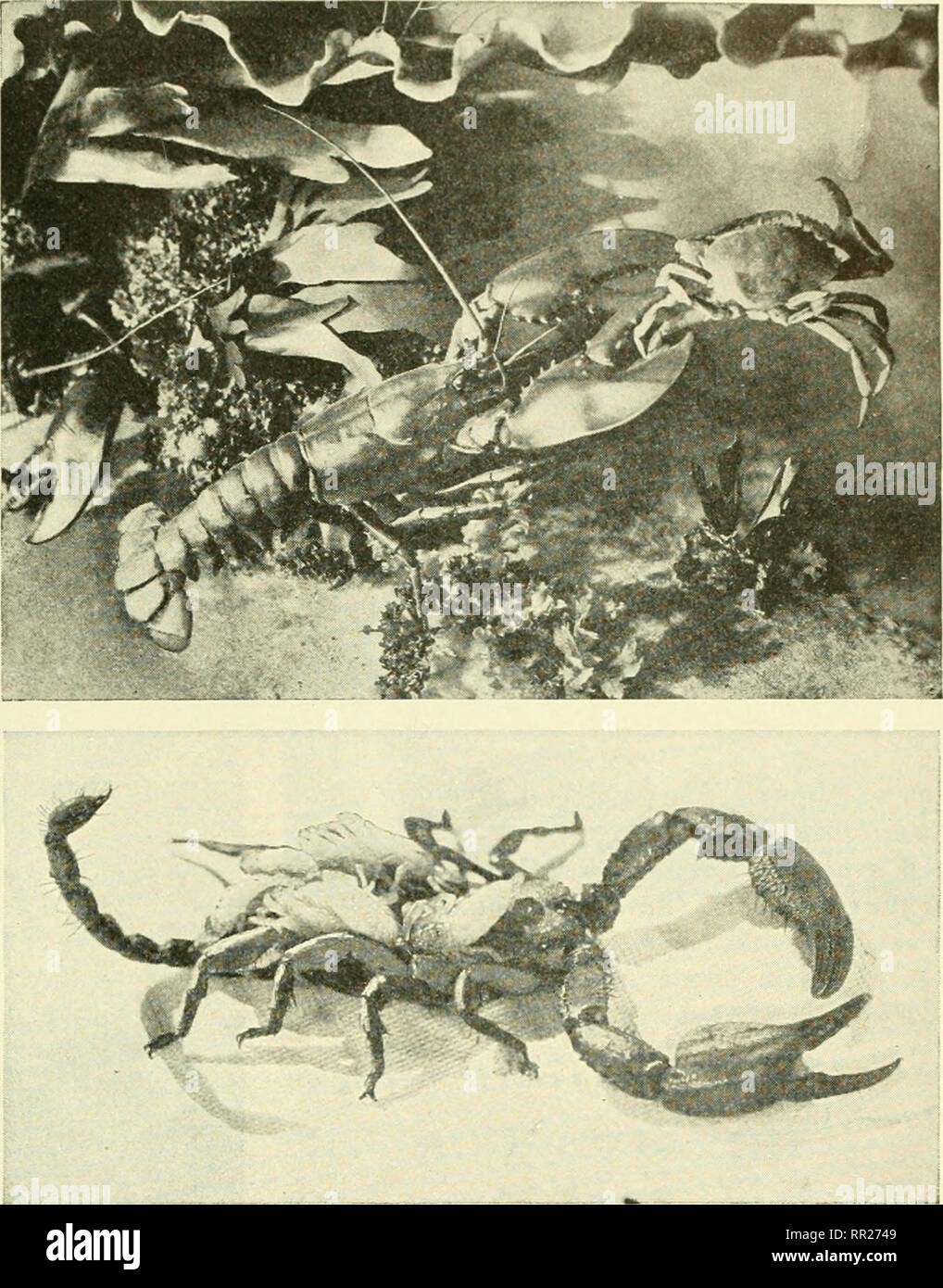 Adventures with animals and plants. Biology. PROBLEM I. The Kinds oj AnmiaJs 0^ the Earth 53 Fig. 73 Lobster catchmg a [^ crab. Both are crustaceans. How can you distinguish lobsters Adventures with animals and plants. Biology. PROBLEM I. The Kinds oj AnmiaJs 0^ the Earth 53 Fig. 73 Lobster catchmg a [^ crab. Both are crustaceans. How can you distinguish lobsters