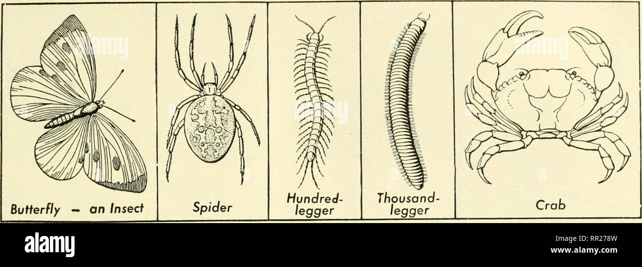 Adventures with animals and plants. Biology. PROBLEM I. The Khids of  Ajiiffials of the Earth 4'. Fig. 50 These are representatives of each of  the five principal groups of the Arthro-