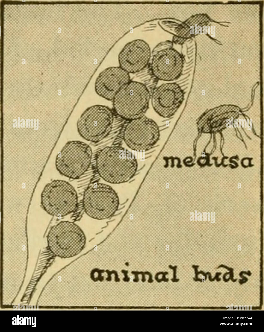 . Advanced biology. Biology; Physiology; Reproduction. o 0 9 O 9 C