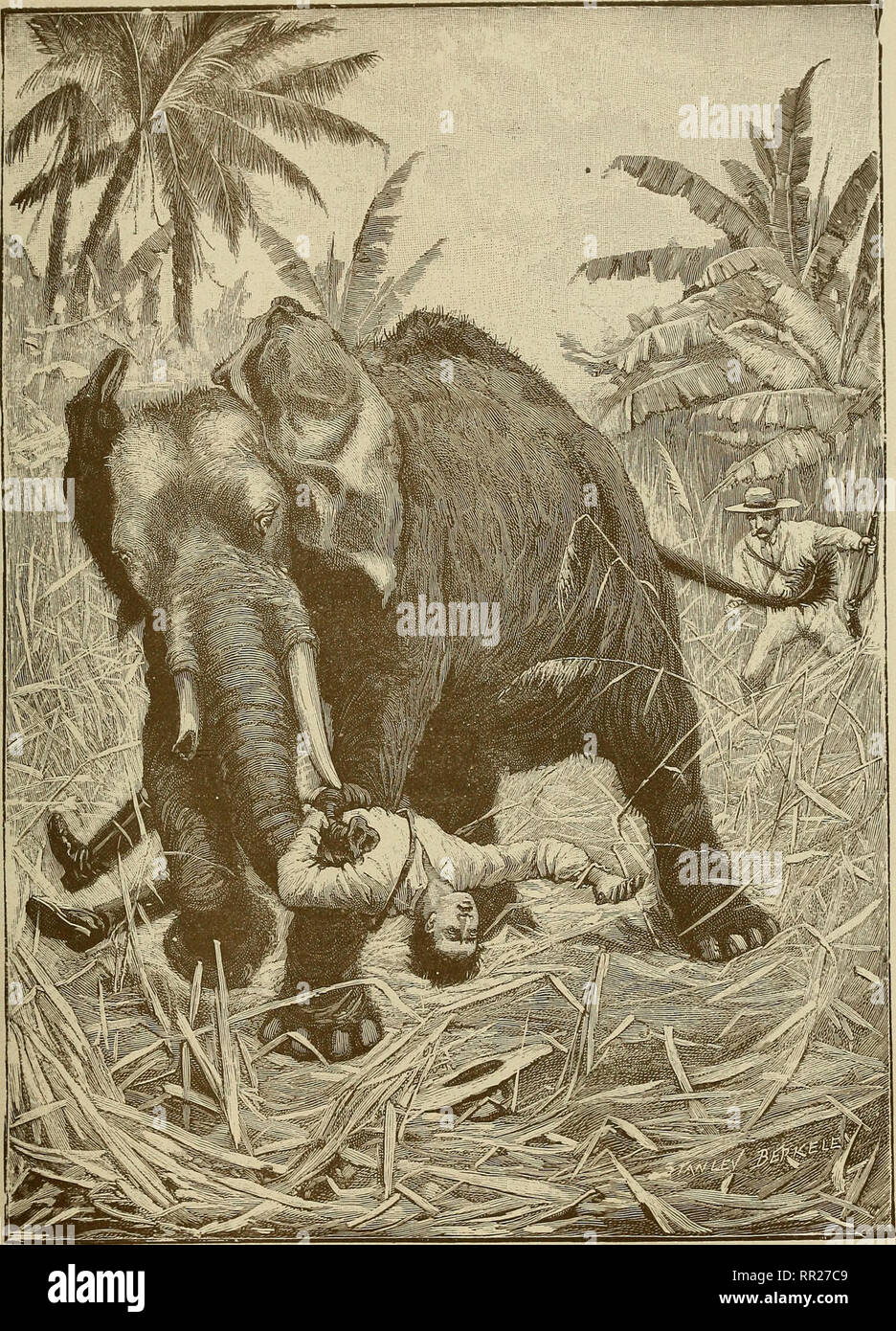 An Elephant Hunt High Resolution Stock Photography and Images - Alamy