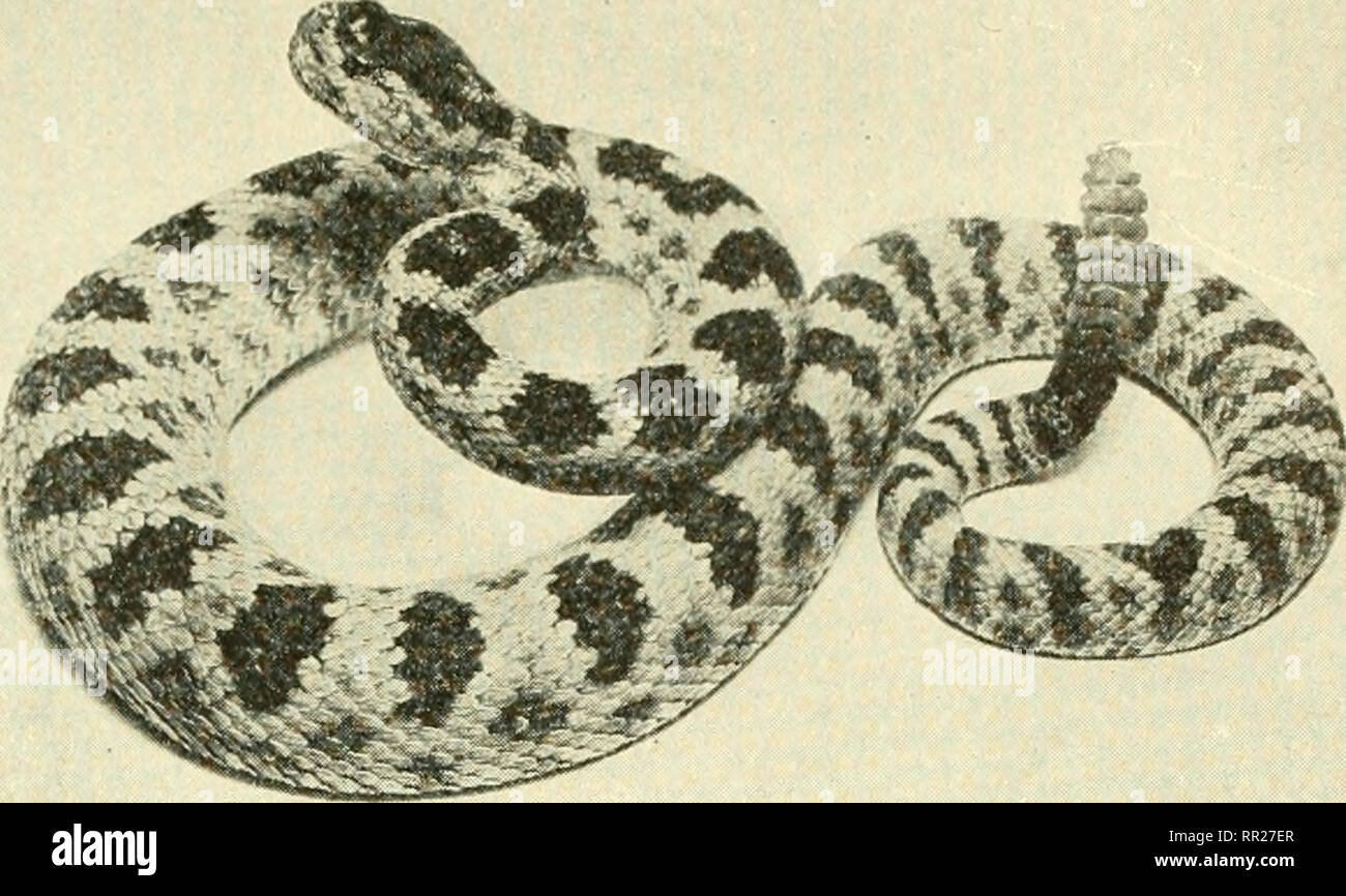 How Do You Tell The Age Of A Rattlesnake