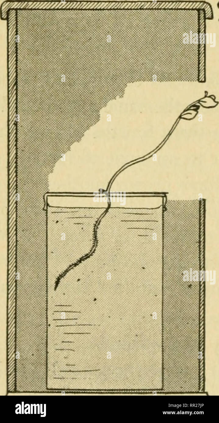 Advanced Biology Biology Physiology Reproduction 4 The Nervous System Problem What Is The Response Of Plants To Water F Prepare A Pocket Garden Filled With Cotton Plant Mustard Seeds In A