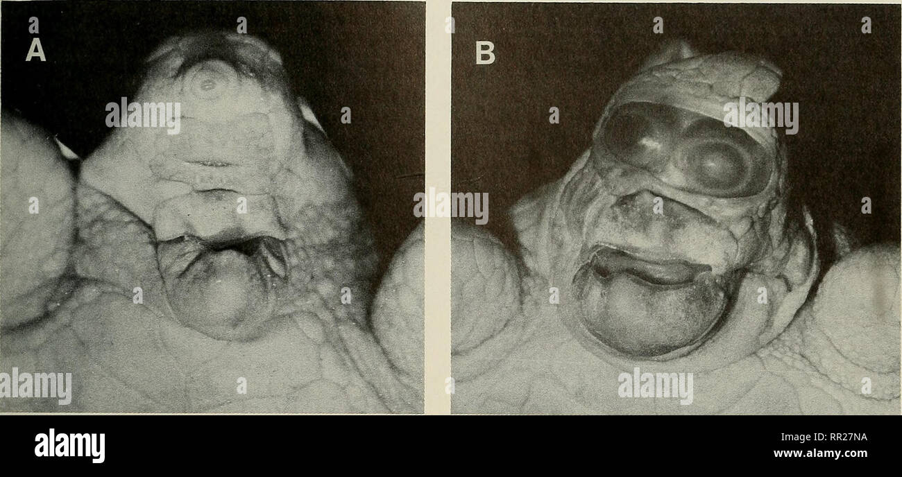 Advances In Herpetology And Evolutionary Biology Essays In Honor Of Ernest E Williams Williams Ernest E Ernest Edward Herpetology Evolution Partial Cyclopia And Monorhinl In Turtles Bellairs 153 Please