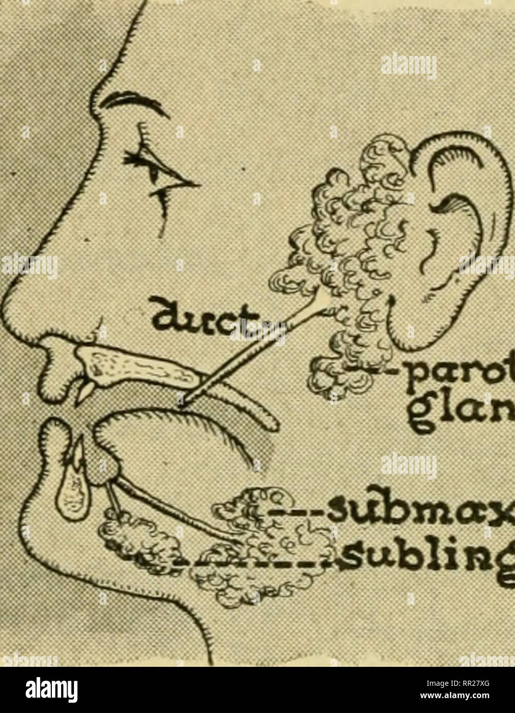 Advanced biology. Biology; Physiology; Reproduction. 120 THE DIGESTIVE  SYSTEM to a great extent in some parts, but is just as truly a tube as the  simple straight alimentary canal in the, image size:1004x1390