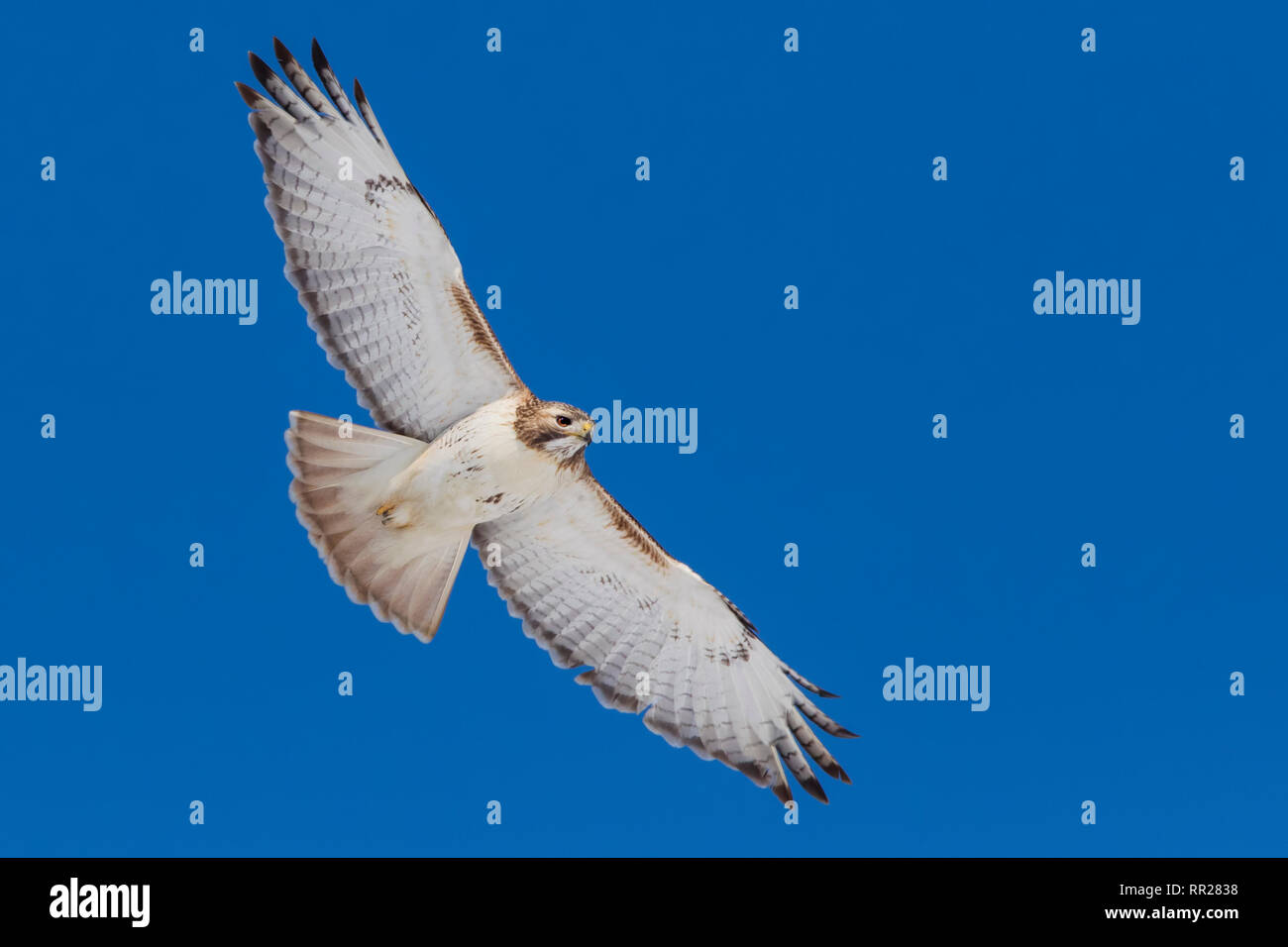 Redtailed Hawk in flight Stock Photo Alamy