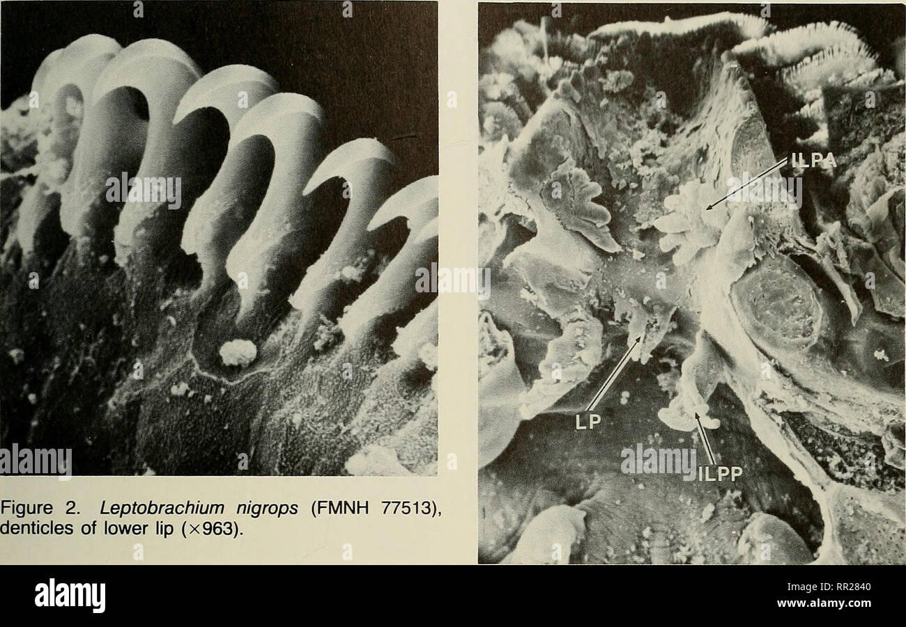 . Advances in herpetology and evolutionary biology : essays in honor of Ernest E. Williams. Williams, Ernest E. (Ernest Edward); Herpetology; Evolution. SE Asian Pelobatid Larvae • Ini^er 19. Figure 2. Leptobrachium nigrops (FMNH 77513), denticles of lower lip (x963). rated, dark spots at rear of HB; ventrally HB without markings. HBL of two largest stage 25 tadpoles 17.5 and 18mm, two in stages 31^2 24.5 and 26.6 mm, one stage 38 22 mm. Buccal Cavity Based on FMNH 77513, stage 25, HBL 14.8 mm and FMNH 148285, stage 32, HBL 24.5 mm. Very similar to L. montanum. Ventral surfaces (Figs. 3, 4). B Stock Photo