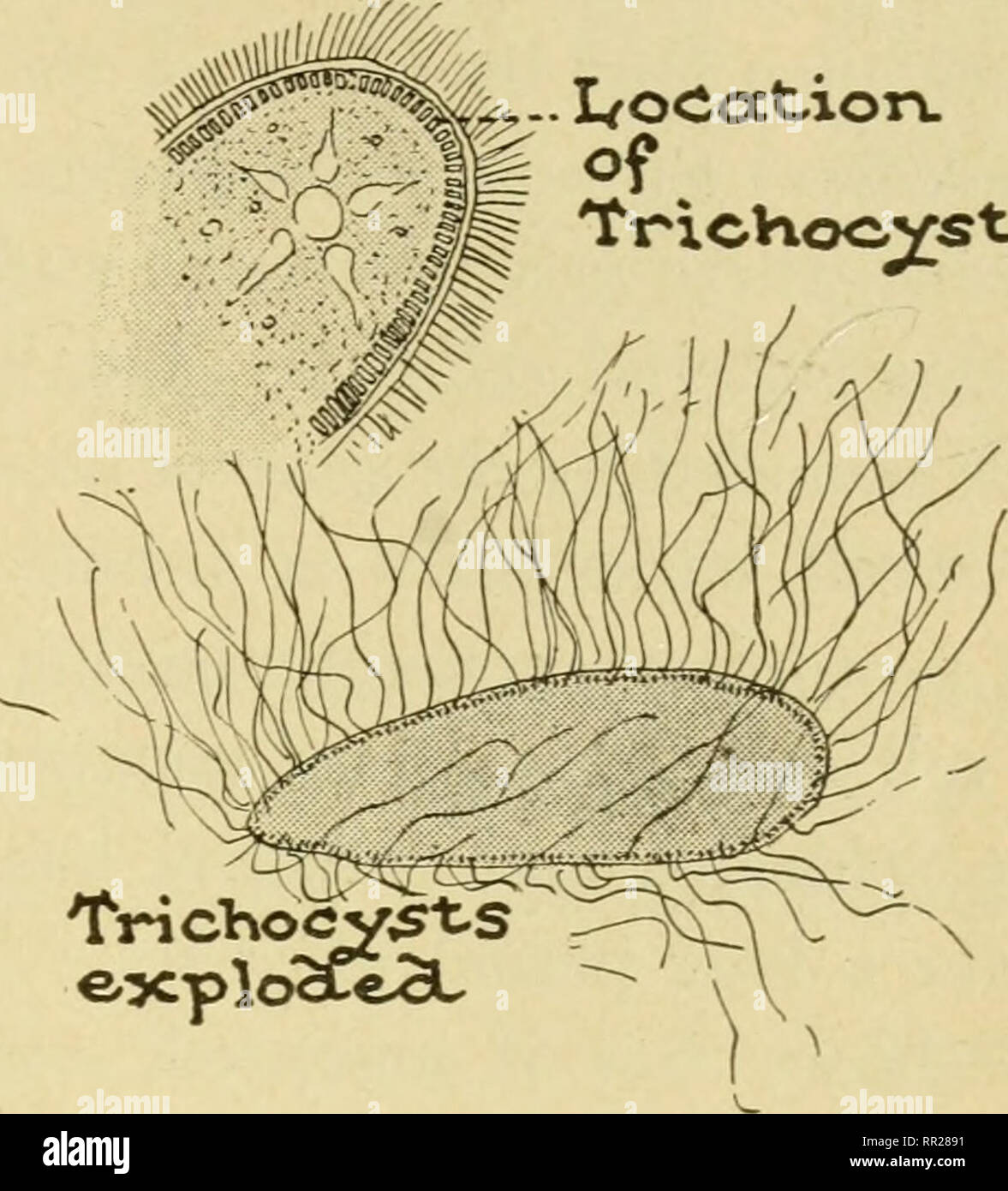 Paramecium Trichocysts