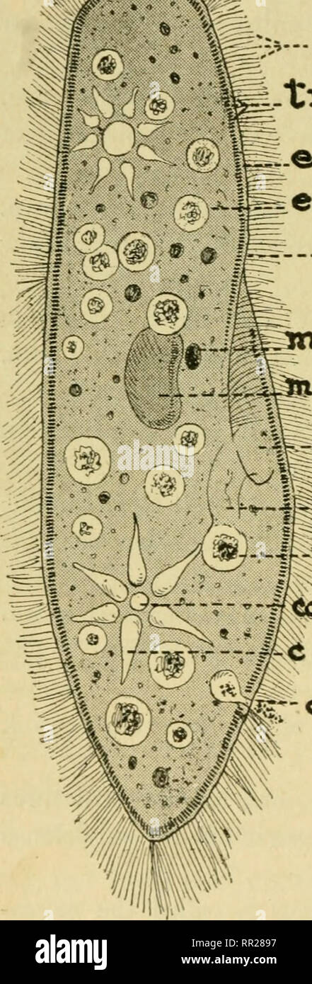 . Advanced biology. Biology; Physiology; Reproduction. 48 TYPICAL ANIMAL CELL The physiological functions of the Paramecium are somewhat more complex than those of the amoeba because of the increasing complexity of structure. Nutrition. Bacteria and any other tiny plants or protozoa that are small enough are swept by the current created by the cilia into the oral groove. These ^Mmm/A. ^j.g driven through the gul- let, where they are made into a food ball and dis- charged into the cytoplasm of the cell. The food ball is carried around as a vac- uole by the streaming cyto- plasm. The processes Stock Photo