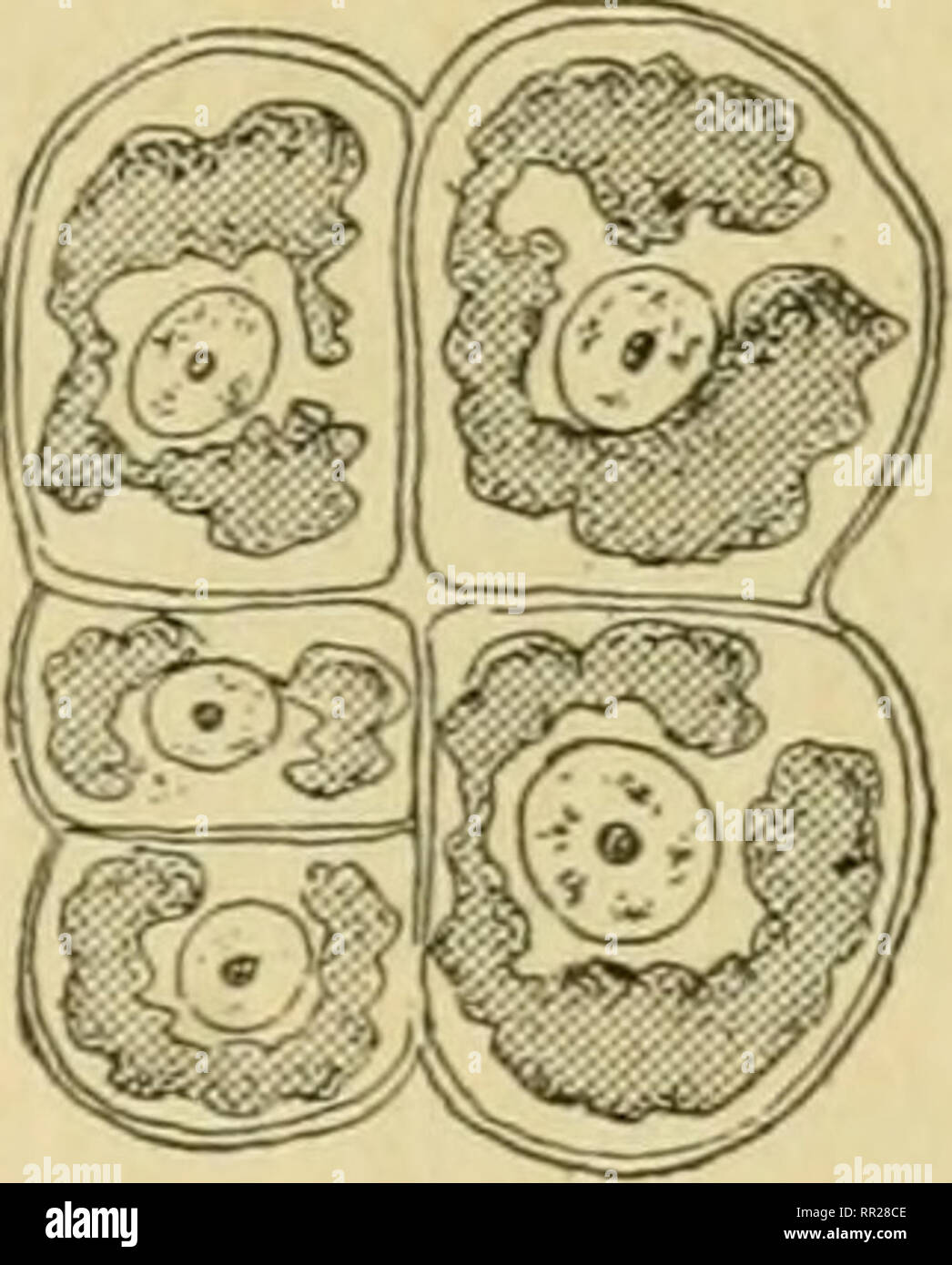 Advanced biology. Biology; Physiology; Reproduction ...