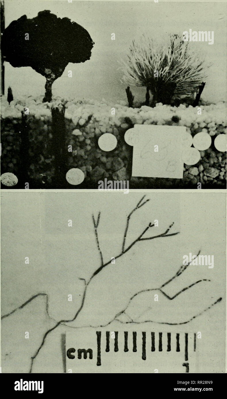 . Advances in marine biology: volume 17. Coral fisheries. Fig. 73. Vegetative reproduction in Penicillus and Udotea. (Top) An aquarium showing a cluster of young Penicilli aroiuid an old Penicillus with white capituluni. Two other young Penicilli appear in the left foreground. A young Udotea is developing to the left of the large Udotea. All yovmg plants are from rhizoidal runners, and the aquarium had been established five weeks when the photograph was taken. The diameter of the white discs is 0-85 cm. (Bottom) Filaments of the espera stage of Penicillus capitatus from the Caribbean, develope Stock Photo