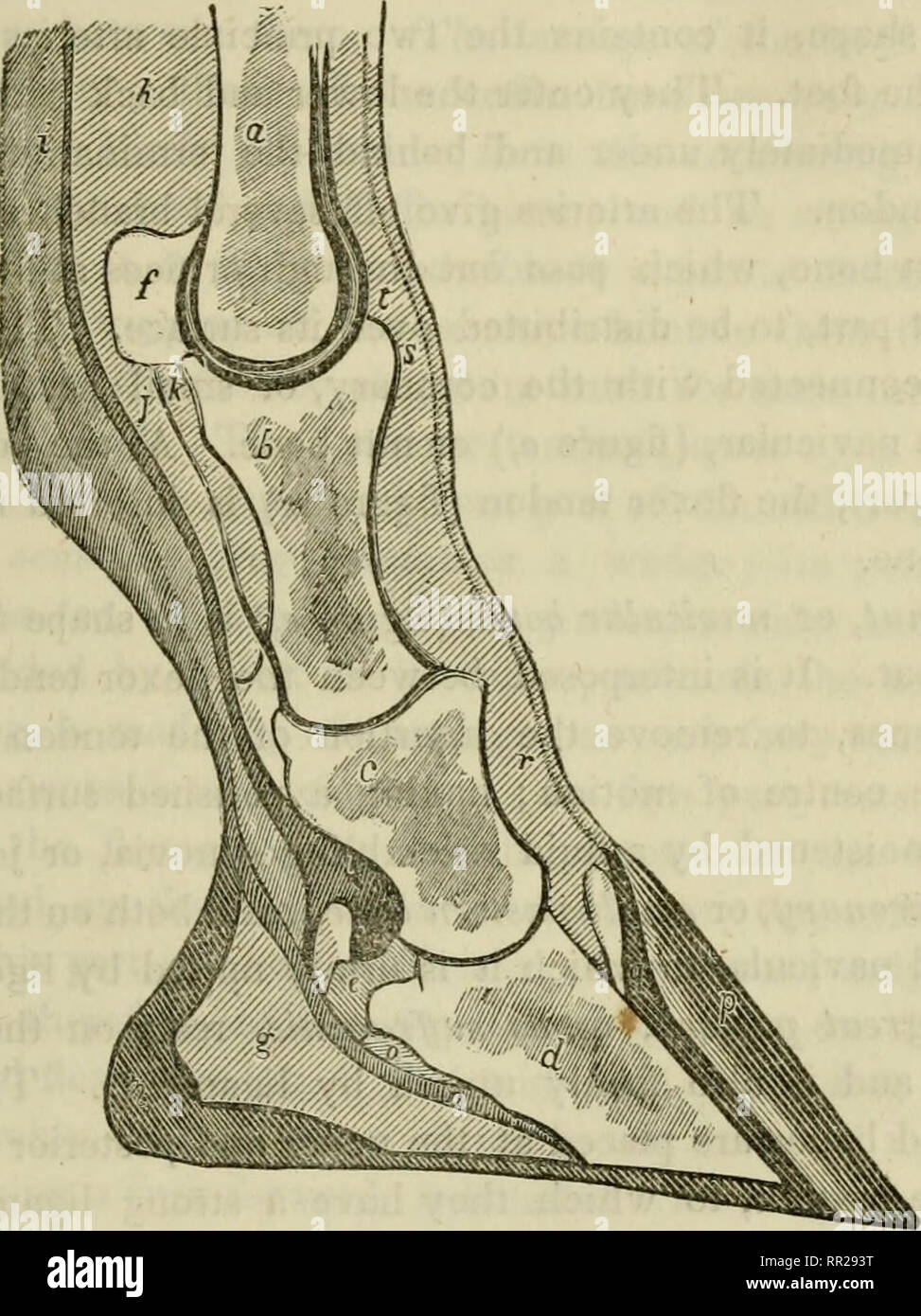 Navicular Bone Horse High Resolution Stock Photography and Images - Alamy