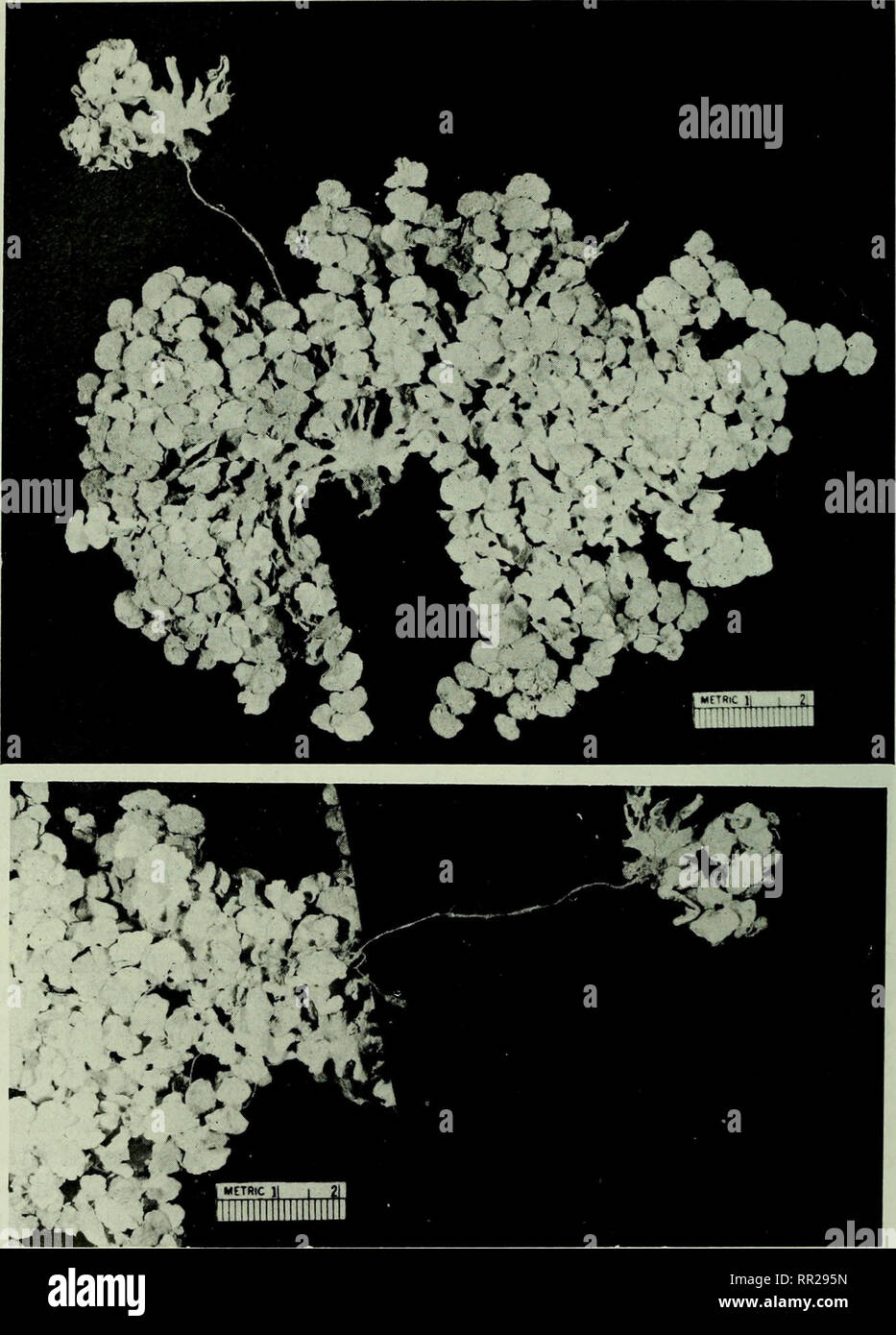 Advances in Marine Biology: 63