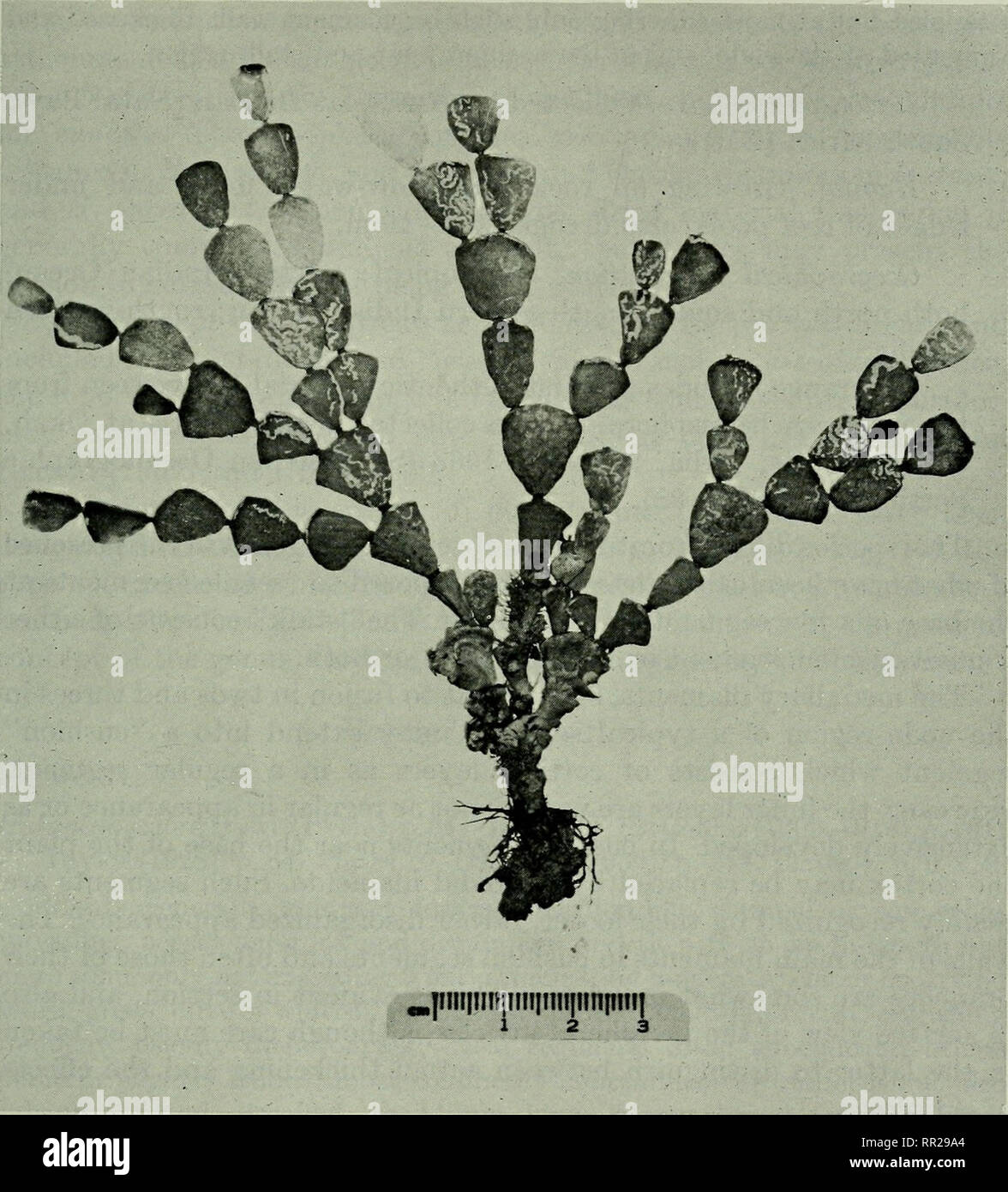 Advances in Marine Biology: 63