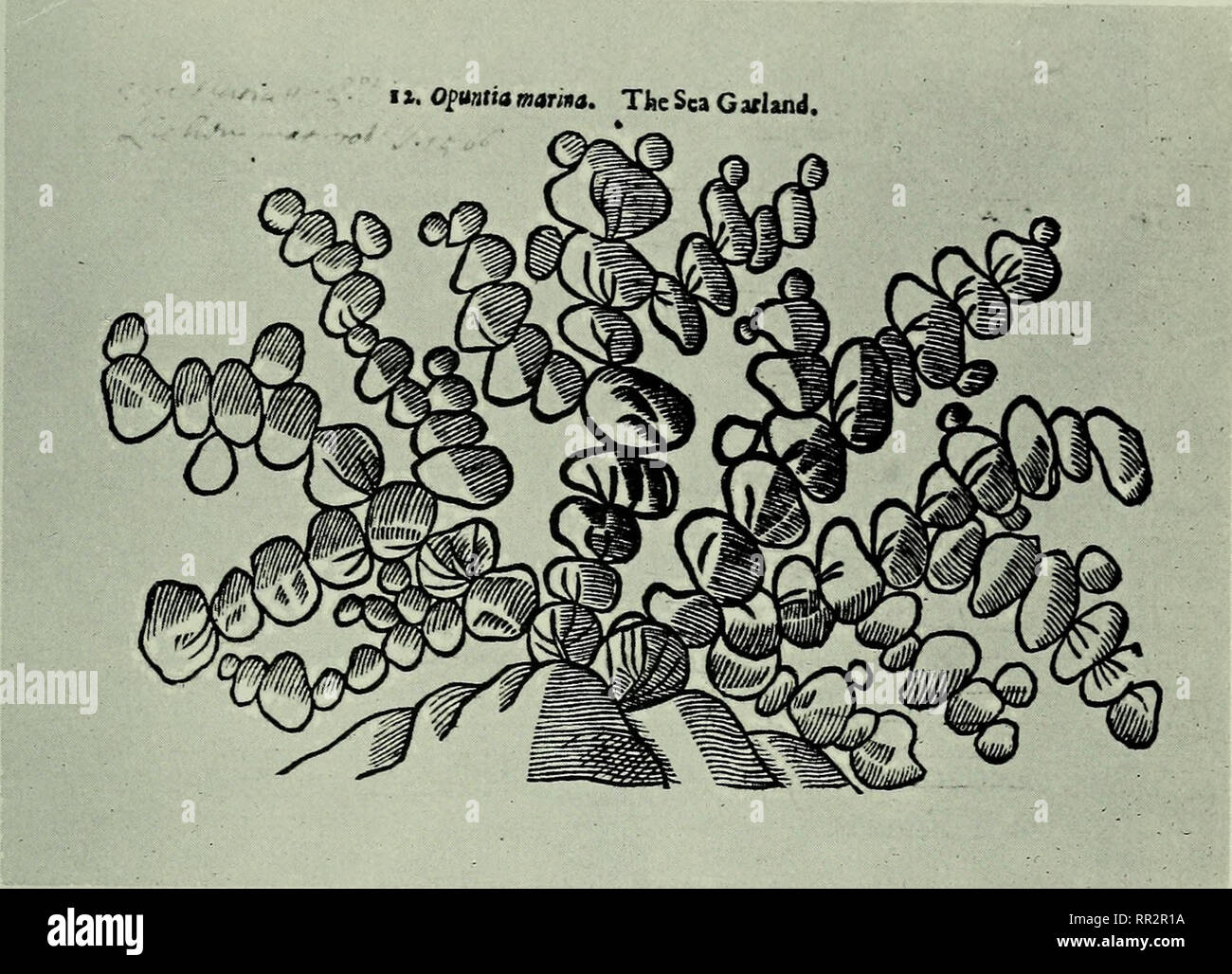 . Advances in marine biology: volume 17. Coral fisheries. ECOLOGY AND TAXONOMY OF Halimeda. Fig. 1. Halimeda tuna, as Opuntia marina in Parkinson's &quot;Theatrum Botanicum&quot;, 1640. (Photograph by the British Museum (Natural History).) The discovery of other species, in the intervening years, has shown that the genus is not always dainty and the descriptive terminology has grown accordingly. Nevertheless, the overall appearance of the genus is characteristic, and whether one first encounters it while swimming in a coral reef, or examining an array of dried herbarium specimens, it can be id Stock Photo