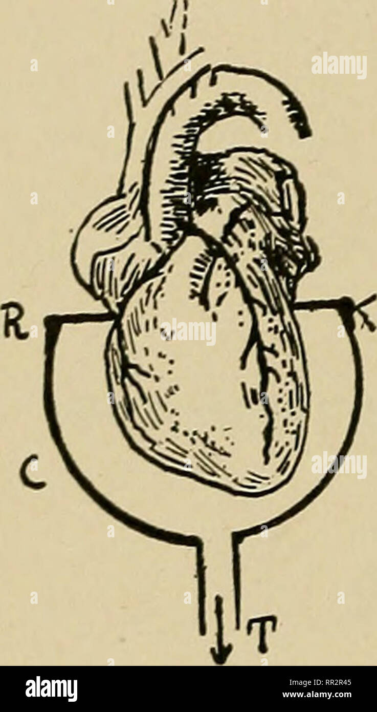 . Advanced lessons in practical physiology for students of medicine. Physiology. 92 ADVANCED LESSONS IN PRACTICAL PHYSIOLOGY the heart is more full}^ exposed to the view when the chest is opened? Palpate with the tip of your index-finger the walls of the right and left ventricles, observing in each case the difference in the texture of the cardiac muscle on systole and diastole. Also note the much greater thickness of the left musculature. Observe that the two auricles con- tract practically simultaneously, and that their contraction begins near the orifice of the venae cavse. Likewise, note t Stock Photo