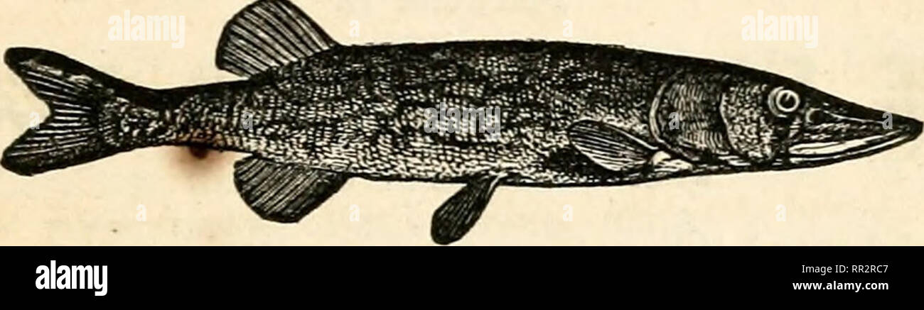 fish hunting materials
