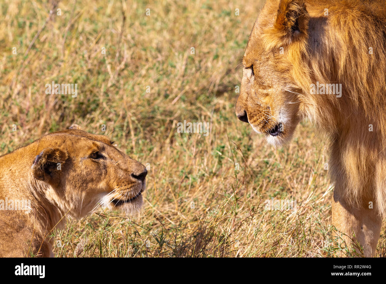 A lion and a lioness in the Masai Mara. Kenya, Africa Stock Photo - Alamy