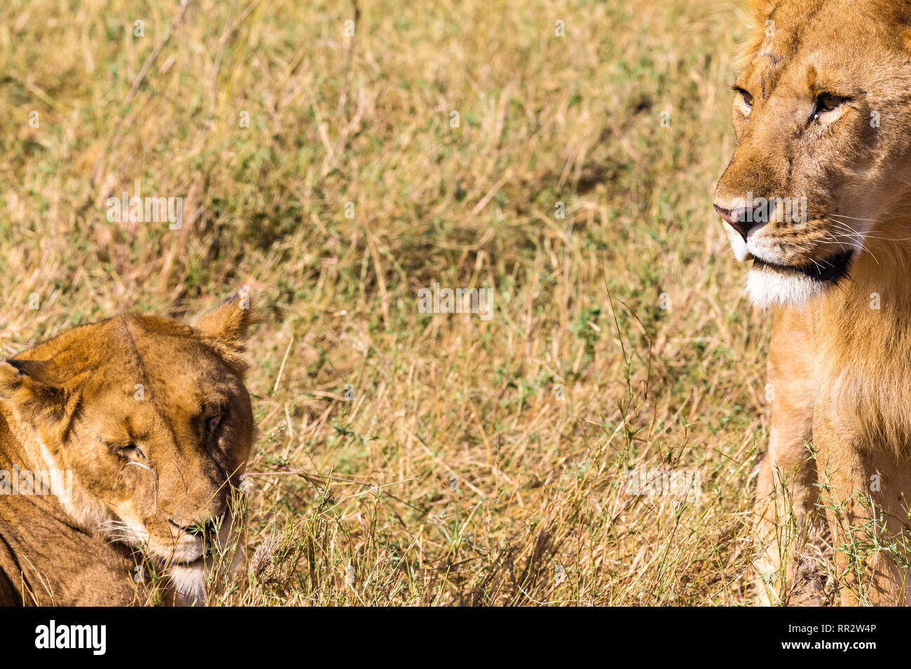 A pair of lions in the Masai Mara. Kenya, Africa Stock Photo - Alamy