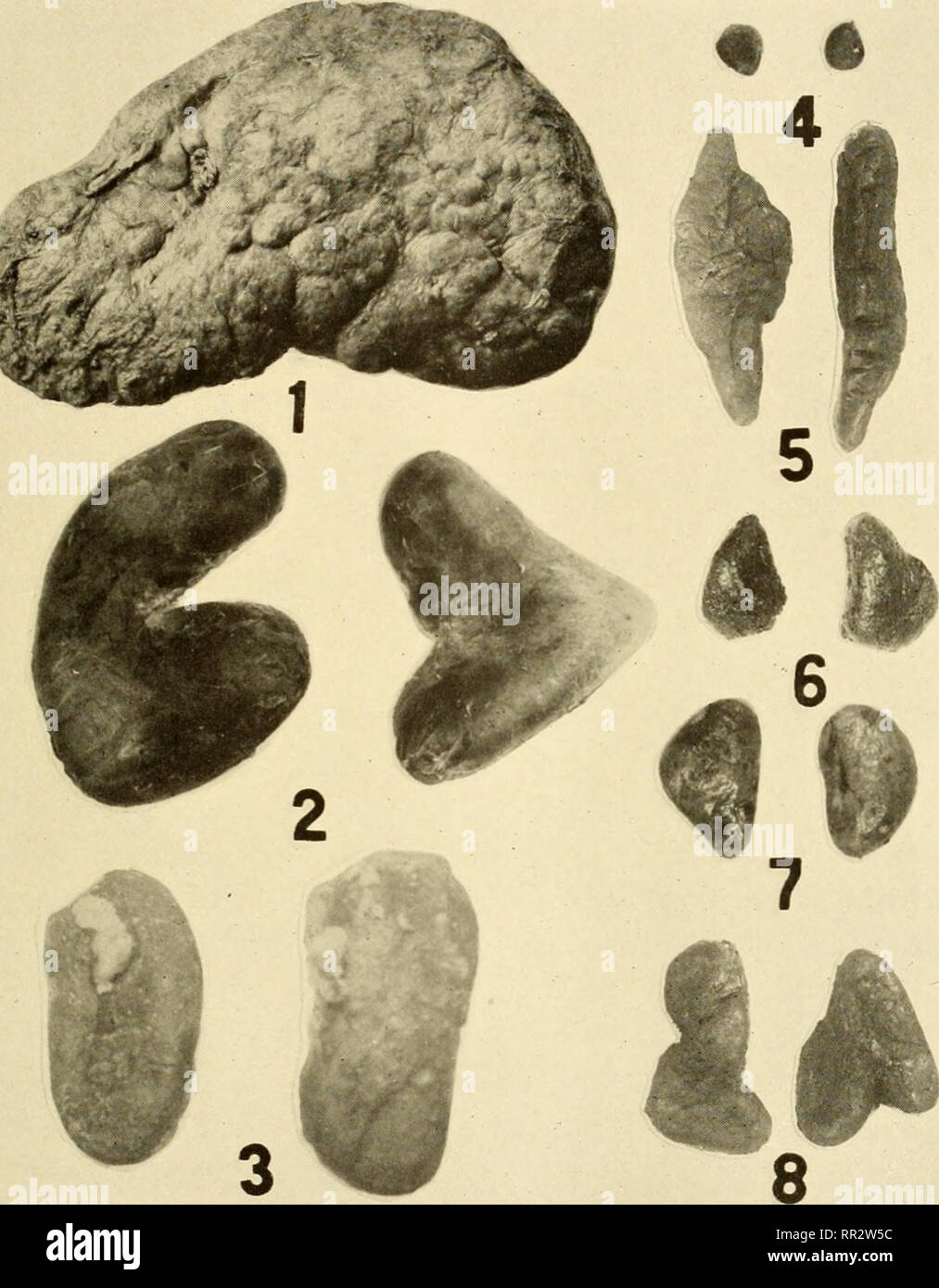 . The adrenals. Adrenal glands; Endocrinology. Fig. 2. The Mammalian