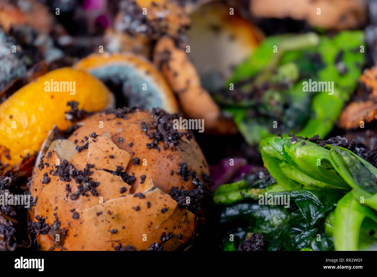 Worm vermiculture compost (worm farm) with rotting food scraps for