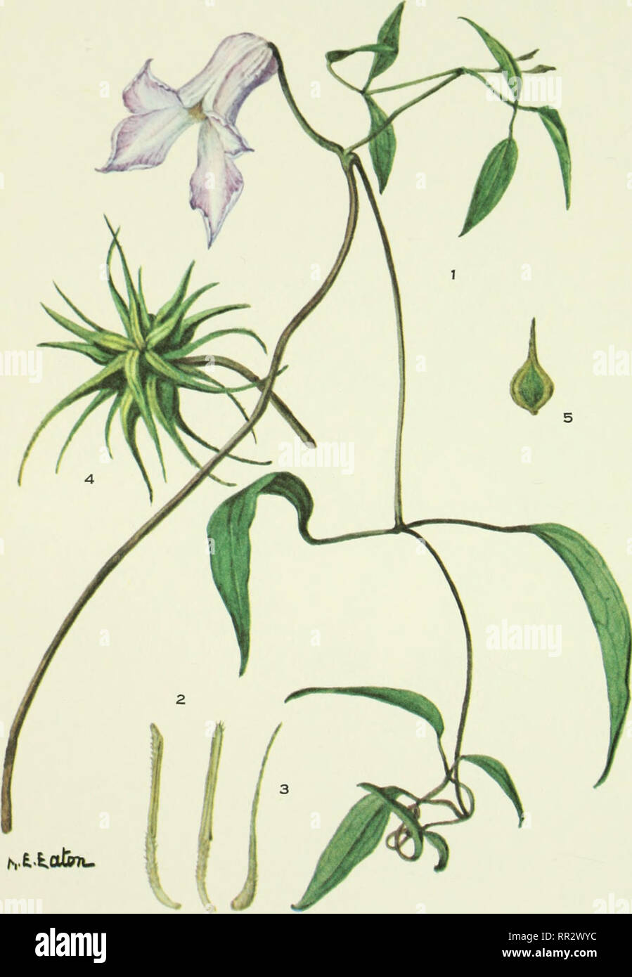 . Addisonia : colored illustrations and popular descriptions of plants. Plants; Plants -- United States; Plants. PLATE 798 ADDISONIA. CLEMATIS CRISPA. Please note that these images are extracted from scanned page images that may have been digitally enhanced for readability - coloration and appearance of these illustrations may not perfectly resemble the original work.. New York Botanical Garden. New York : New York Botanical Garden Stock Photo