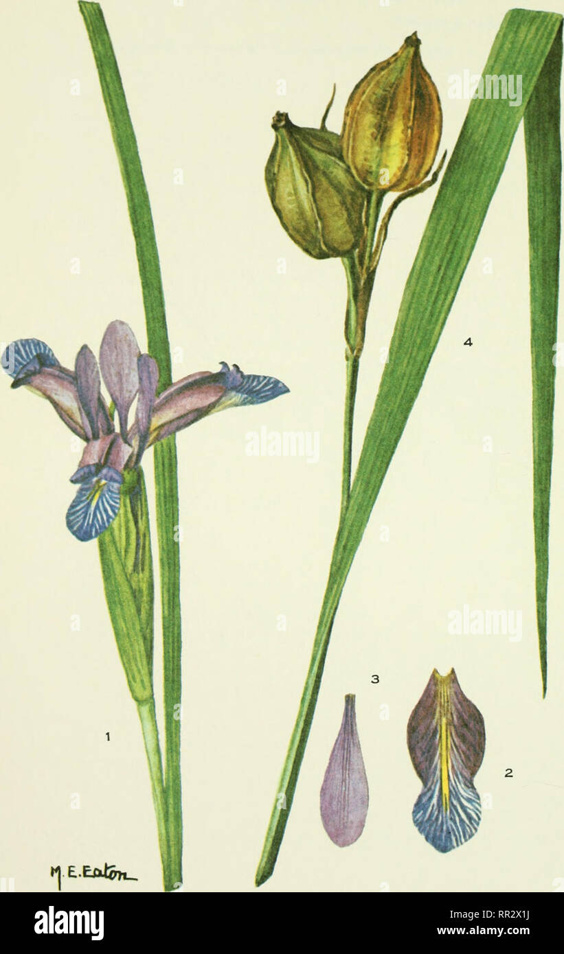 . Addisonia : colored illustrations and popular descriptions of plants. Plants; Plants -- United States; Plants. PLATE 788 ADDISONIA. IRIS GRAMINEA. Please note that these images are extracted from scanned page images that may have been digitally enhanced for readability - coloration and appearance of these illustrations may not perfectly resemble the original work.. New York Botanical Garden. New York : New York Botanical Garden Stock Photo