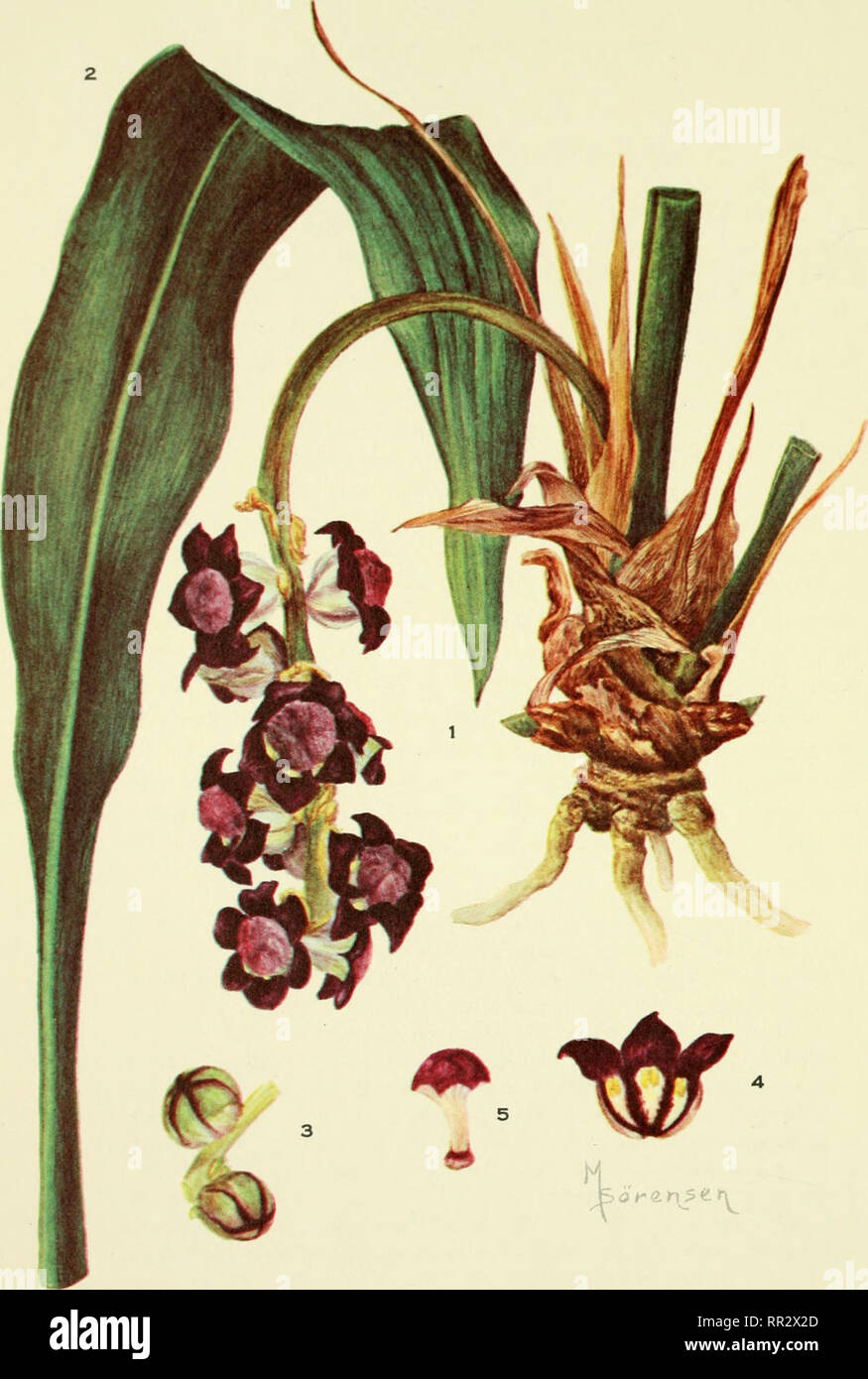 . Addisonia : colored illustrations and popular descriptions of plants. Plants; Plants -- United States; Plants. PLATE 784 ADDlSOISriA. TUPISTRA TUPISTROIDES. Please note that these images are extracted from scanned page images that may have been digitally enhanced for readability - coloration and appearance of these illustrations may not perfectly resemble the original work.. New York Botanical Garden. New York : New York Botanical Garden Stock Photo
