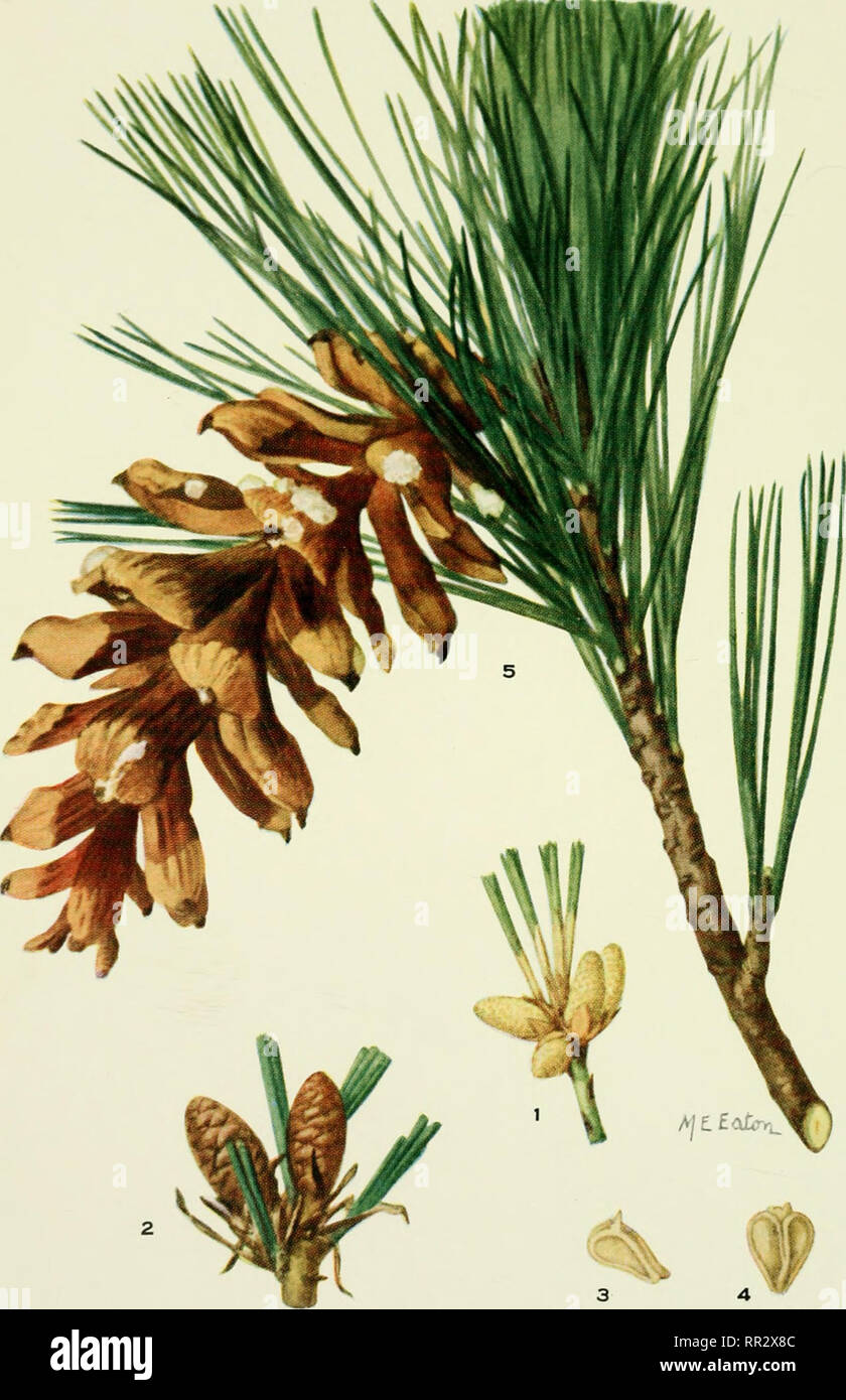 . Addisonia : colored illustrations and popular descriptions of plants. Plants; Plants -- United States; Plants. PLATE 375 ADDISONIA. PINUS PEUCE. Please note that these images are extracted from scanned page images that may have been digitally enhanced for readability - coloration and appearance of these illustrations may not perfectly resemble the original work.. New York Botanical Garden. New York : New York Botanical Garden Stock Photo