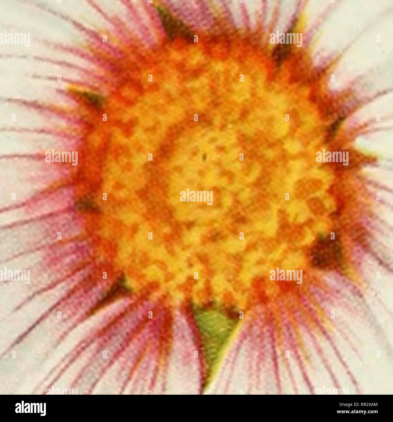. Addisonia : colored illustrations and popular descriptions of plants ...