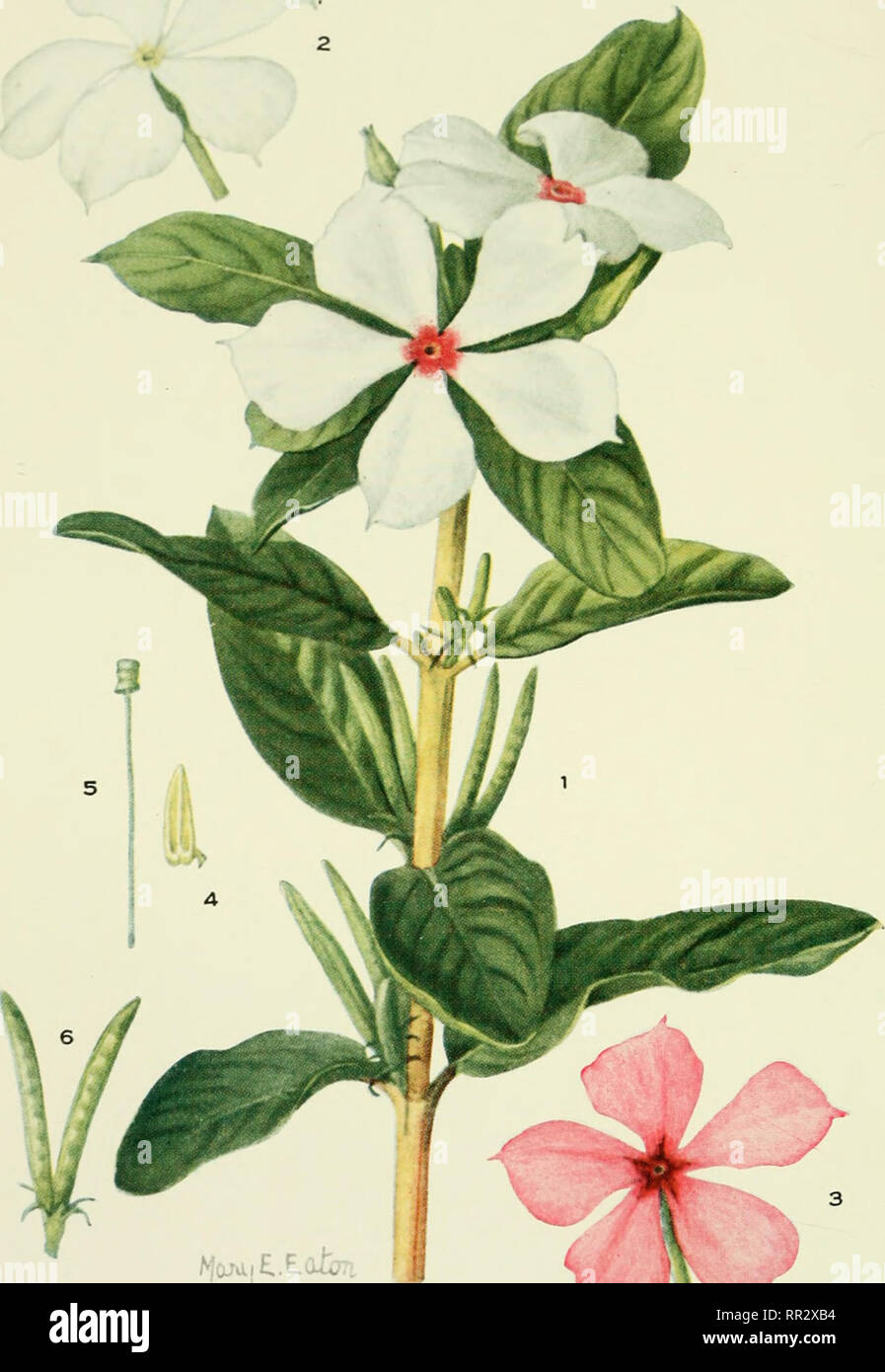 . Addisonia : colored illustrations and popular descriptions of plants ...