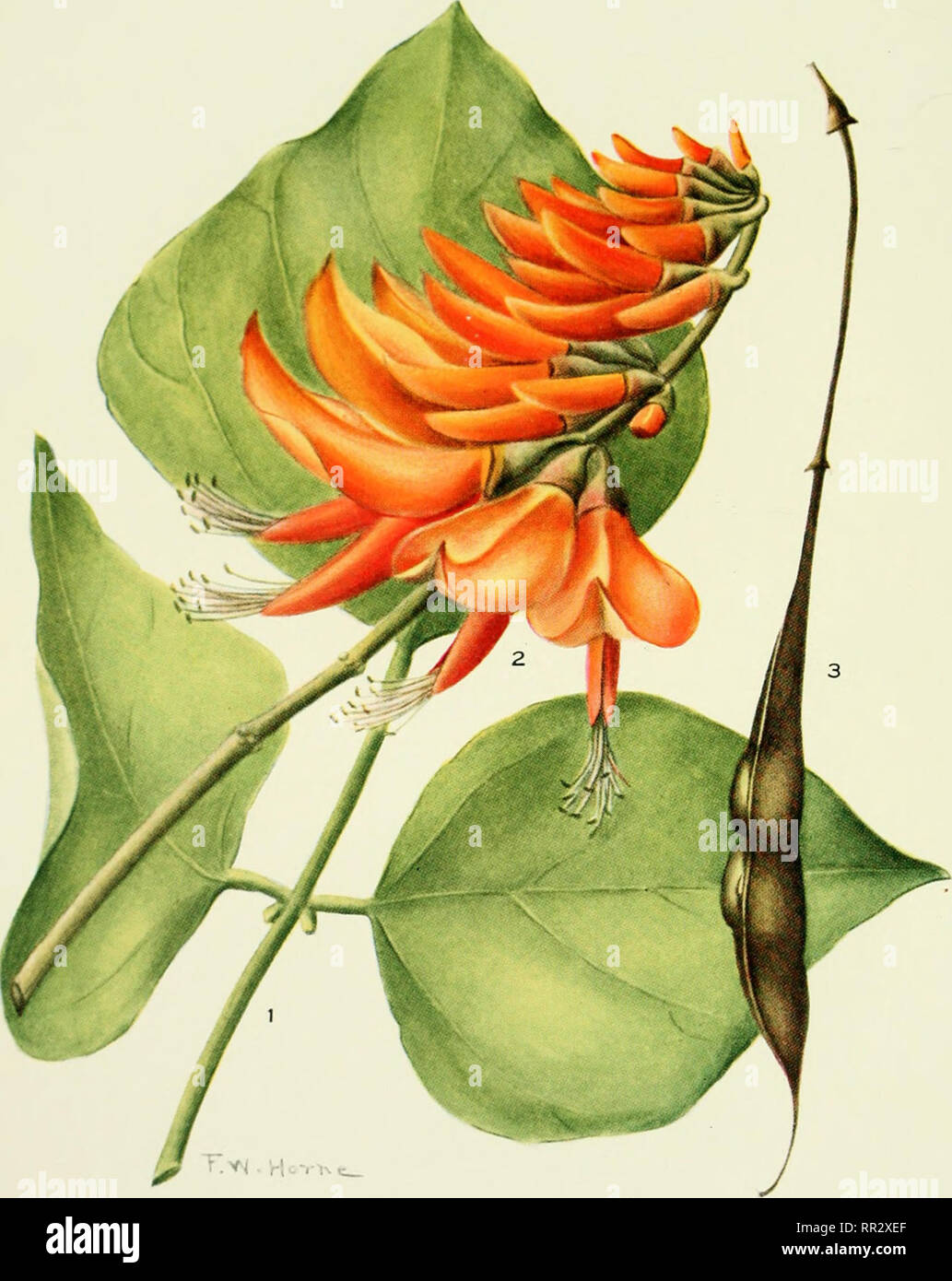 . Addisonia : colored illustrations and popular descriptions of plants ...