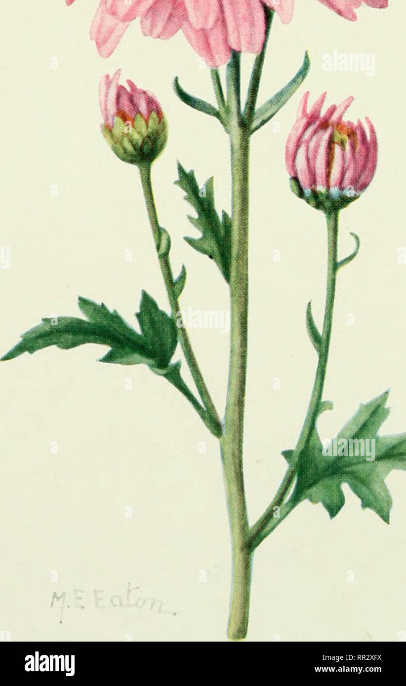. Addisonia : colored illustrations and popular descriptions of plants. Plants; Plants -- United States; Plants. k. CHRYSANTHEMUM •JOAN EDWARDS'. Please note that these images are extracted from scanned page images that may have been digitally enhanced for readability - coloration and appearance of these illustrations may not perfectly resemble the original work.. New York Botanical Garden. New York : New York Botanical Garden Stock Photo