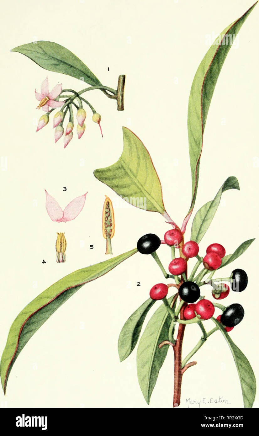 . Addisonia : colored illustrations and popular descriptions of plants. Plants; Plants -- United States; Plants. PLATE 285 ADDISONIA. ARDISIA POLYCEPHALA. Please note that these images are extracted from scanned page images that may have been digitally enhanced for readability - coloration and appearance of these illustrations may not perfectly resemble the original work.. New York Botanical Garden. New York : New York Botanical Garden Stock Photo
