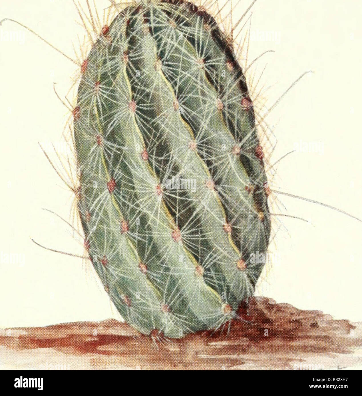 . Addisonia : colored illustrations and popular descriptions of plants. Plants; Plants -- United States; Plants. PLATE 279 ADDISONIA f&quot;^. Si.// I. W- HAMATOCACTUS SETISPINUS. Please note that these images are extracted from scanned page images that may have been digitally enhanced for readability - coloration and appearance of these illustrations may not perfectly resemble the original work.. New York Botanical Garden. New York : New York Botanical Garden Stock Photo