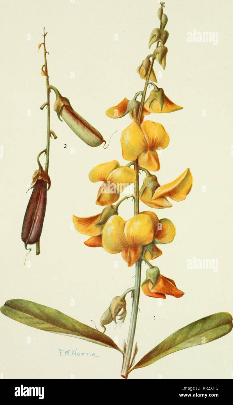 . Addisonia : colored illustrations and popular descriptions of plants. Plants; Plants -- United States; Plants. PLATE 248 ADDISONIA. CROTALARIA RETUSA. Please note that these images are extracted from scanned page images that may have been digitally enhanced for readability - coloration and appearance of these illustrations may not perfectly resemble the original work.. New York Botanical Garden. New York : New York Botanical Garden Stock Photo