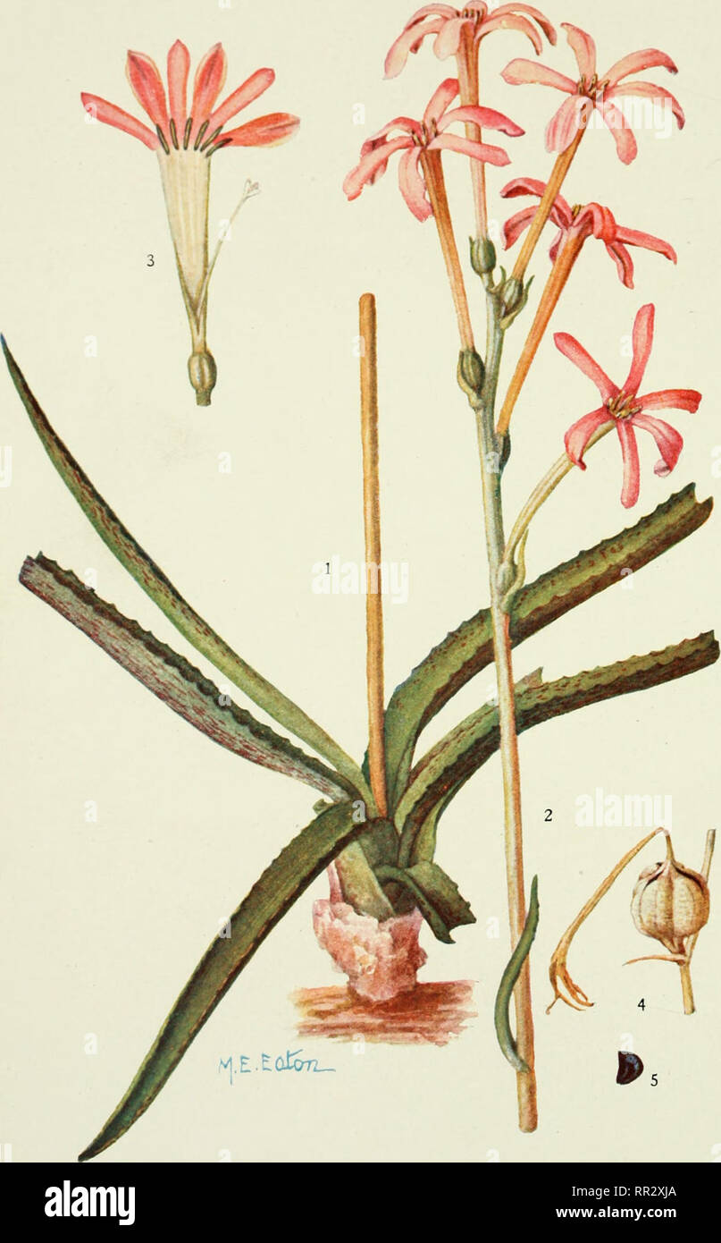 . Addisonia : colored illustrations and popular descriptions of plants. Plants; Plants -- United States; Plants. PLATE 244 ADDISONIA. RUNYONIA LONGIFLORA. Please note that these images are extracted from scanned page images that may have been digitally enhanced for readability - coloration and appearance of these illustrations may not perfectly resemble the original work.. New York Botanical Garden. New York : New York Botanical Garden Stock Photo