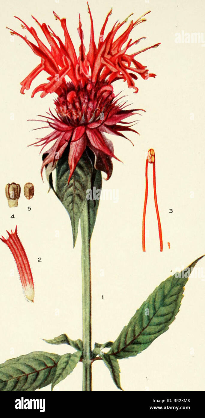 . Addisonia : colored illustrations and popular descriptions of plants. Plants; Plants -- United States; Plants. PLATE 216 ADDISONIA. S i Af £ Loi:.- MONARDA DIDYMA. Please note that these images are extracted from scanned page images that may have been digitally enhanced for readability - coloration and appearance of these illustrations may not perfectly resemble the original work.. New York Botanical Garden. New York : New York Botanical Garden Stock Photo
