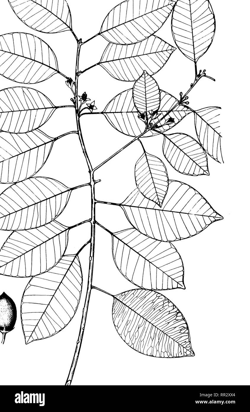 . Bulletin. Forests and forestry. 146 WILD FOOD PLANTS OF THE PHILIPPINES. FIGURE 79. PALAQUIUM PHILIPPENSE (MALAKMALAK).. Please note that these images are extracted from scanned page images that may have been digitally enhanced for readability - coloration and appearance of these illustrations may not perfectly resemble the original work.. Philippines. Bureau of Forestry. Manila, Bureau of printing Stock Photo