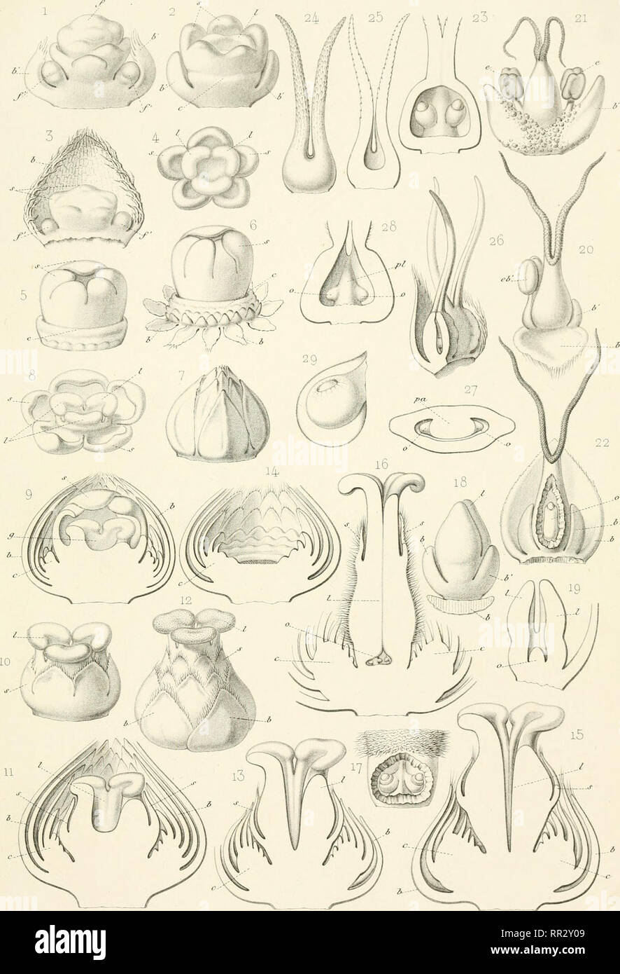 . Adansonia; recueil d'observations botaniques. Plants; Plants -- France. CASTANEACEES PL, XII.. J-aquet &lt;Jel. l'icarf se Fiô 1 17. Quercus — Fié. 18 22. Myrica Fiô. 23. Alnus Fiô. 24 28. Betulc Tmp. .'.,iftiourea.v. Please note that these images are extracted from scanned page images that may have been digitally enhanced for readability - coloration and appearance of these illustrations may not perfectly resemble the original work.. Baillon, H. (Henri), 1827-1895. Paris, France : H. Baillon et F. Savy Stock Photo