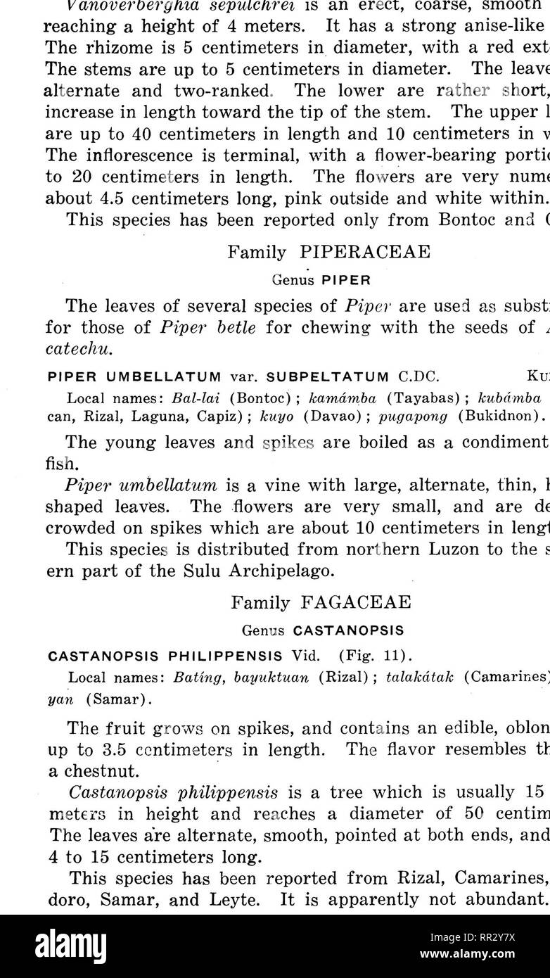. Bulletin. Forests and forestry. DESCRIPTIONS OF SPECIES 39. FIGURE 11. CASTANOPSIS PHILIPPENSIS. Xh. Please note that these images are extracted from scanned page images that may have been digitally enhanced for readability - coloration and appearance of these illustrations may not perfectly resemble the original work.. Philippines. Bureau of Forestry. Manila, Bureau of printing Stock Photo