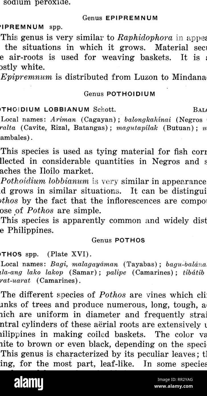 . Bulletin. Forests and forestry. DESCRIPTION OF SPECIES 47. PLATE XVI. POTHOS RUMPHII.. Please note that these images are extracted from scanned page images that may have been digitally enhanced for readability - coloration and appearance of these illustrations may not perfectly resemble the original work.. Philippines. Bureau of Forestry. Manila, Bureau of printing Stock Photo