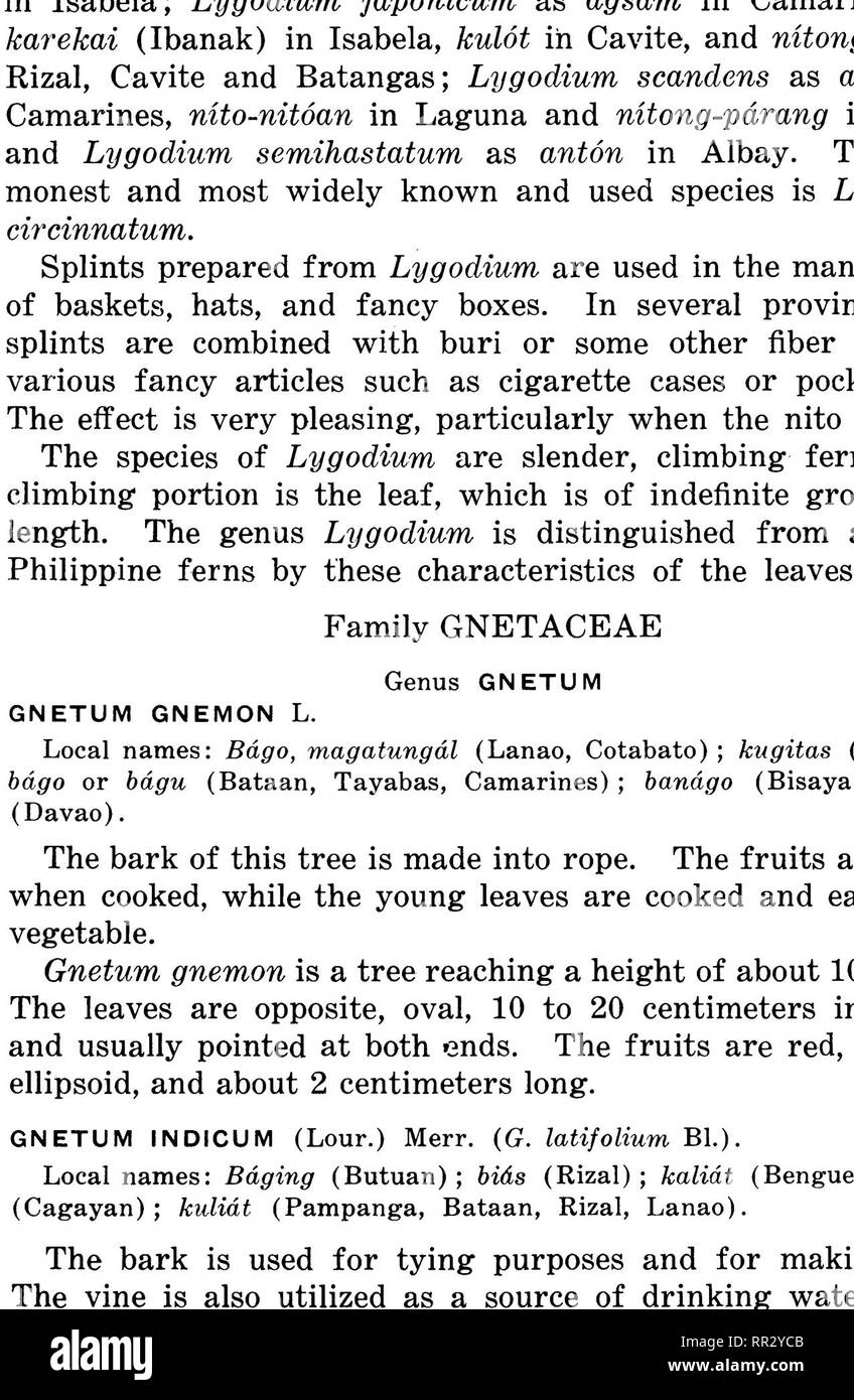 . Bulletin. Forests and forestry. DESCRIPTION OF SPECIES 21. PLATE IV. LYGODIUM CIRCINNATUM (NfTO).. Please note that these images are extracted from scanned page images that may have been digitally enhanced for readability - coloration and appearance of these illustrations may not perfectly resemble the original work.. Philippines. Bureau of Forestry. Manila, Bureau of printing Stock Photo