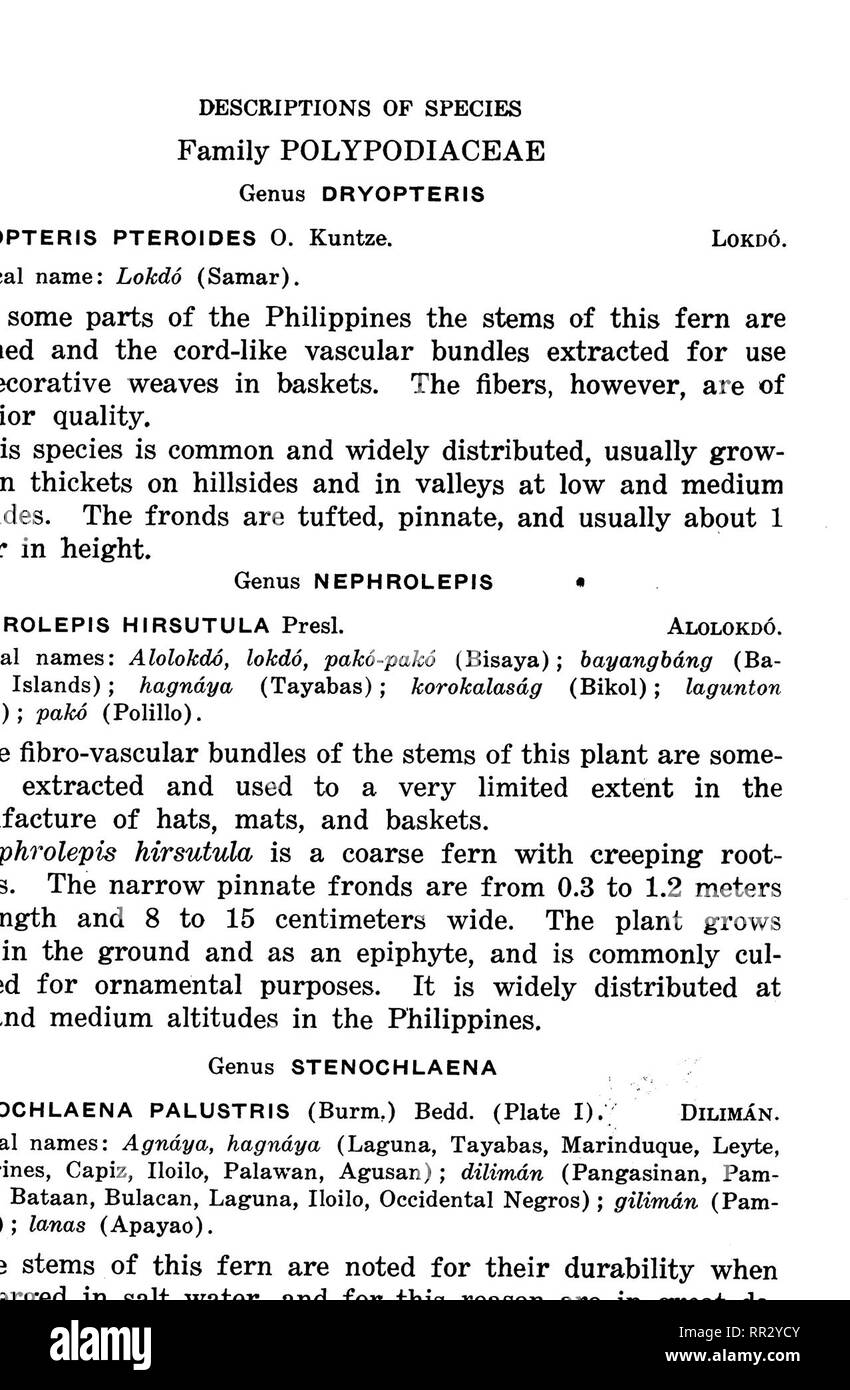 . Bulletin. Forests and forestry. 16 PHILIPPINE FIBER PLANTS. C.Samanie&amp;&gt; Del. PLATE I. STENOCHLAENA PALUSTRIS (DILIMAN).. Please note that these images are extracted from scanned page images that may have been digitally enhanced for readability - coloration and appearance of these illustrations may not perfectly resemble the original work.. Philippines. Bureau of Forestry. Manila, Bureau of printing Stock Photo