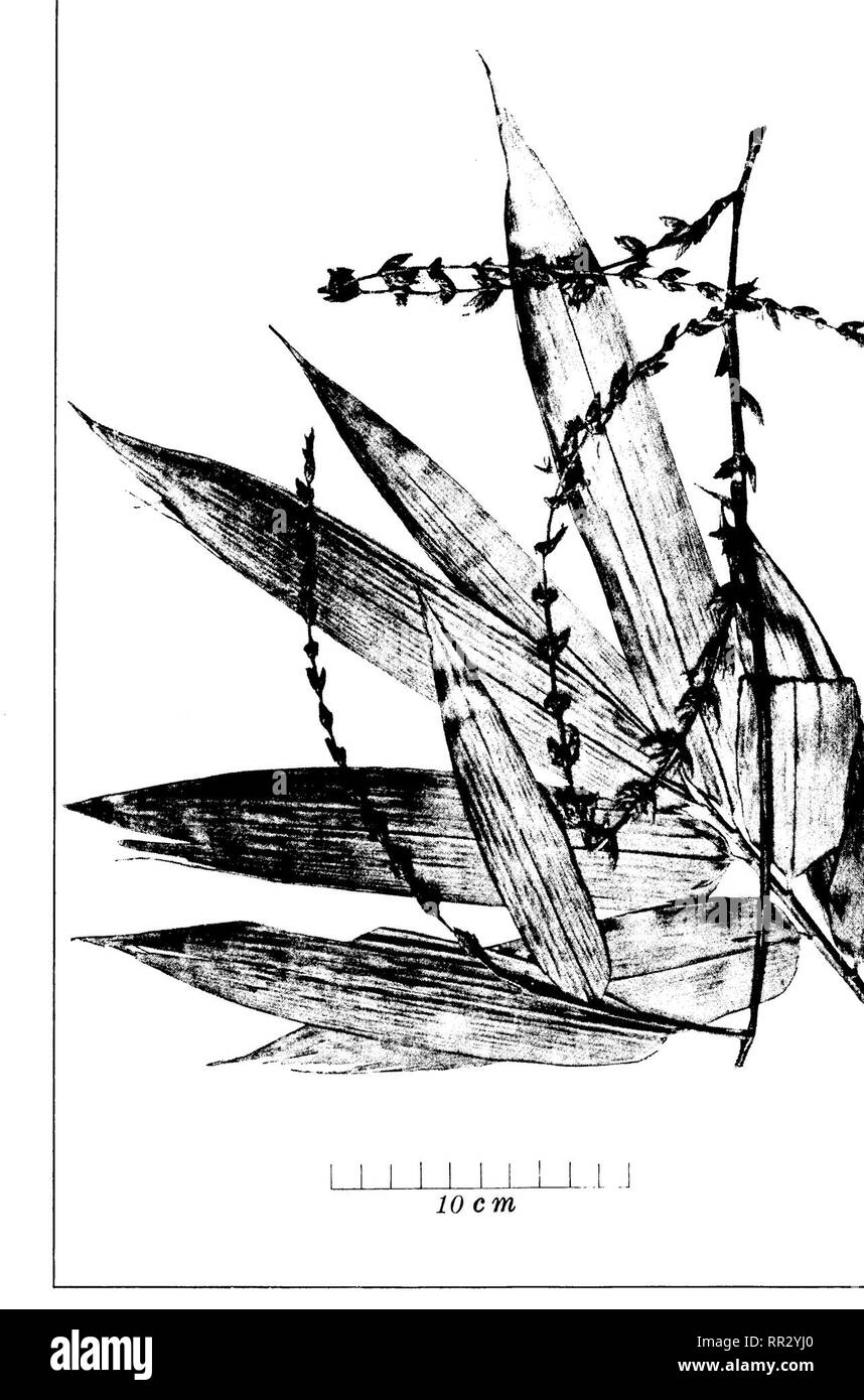 . Bulletin. Forests and forestry. PLATE XX. GUADUA PHILIPPINENSIS GAMBLE. COTYPE SPECIMEN.. Please note that these images are extracted from scanned page images that may have been digitally enhanced for readability - coloration and appearance of these illustrations may not perfectly resemble the original work.. Philippines. Bureau of Forestry. Manila, Bureau of printing Stock Photo