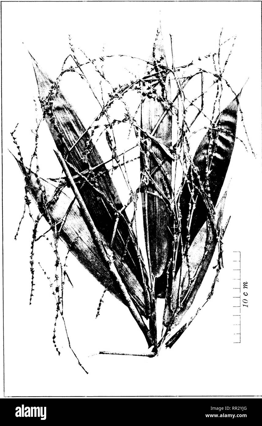 . Bulletin. Forests and forestry. PLATE XVIli. DINOCHLOA SCANDENS 0. KUNTZE.. Please note that these images are extracted from scanned page images that may have been digitally enhanced for readability - coloration and appearance of these illustrations may not perfectly resemble the original work.. Philippines. Bureau of Forestry. Manila, Bureau of printing Stock Photo