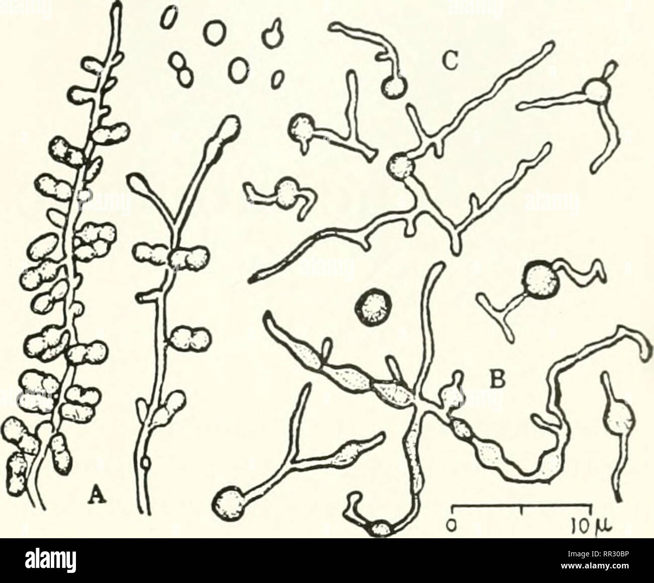 . The actinomycetes. Actinomycetales. h*J$** Figure 56. Waksmania rosea, schematic repre- sentation of the formation of aerial mycelium and spores (Reproduced from: Lechevalier, M. P. and Lechevalier, H. J. Gen. Microbiol. 17:108, 1957). 4^1. 0 10/lt Figure 57. Waksmania (Microbispora) rosea: A. sporulation; B. chlamydospores; C. germination of conidia (Reproduced from: Xonomura, H. and Ohara, Y. J. Fermentation Technol. 35:307, 1957). recently isolated by Louria and Gordon (I960). Remarks: Thiamine and biotin are es- sential for growth; biotin also controls pig- mentation. Ammonium compounds, Stock Photo