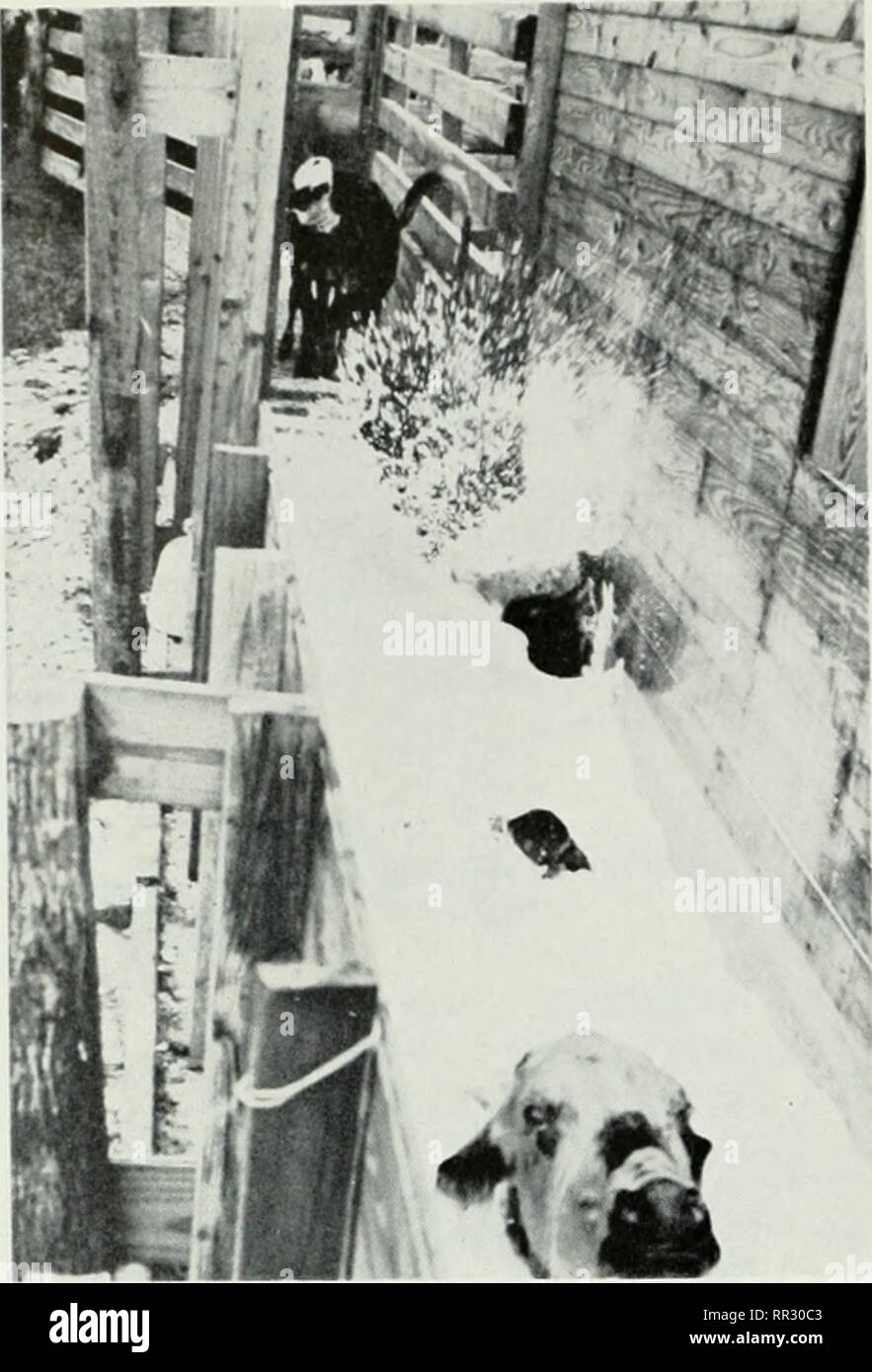 Of cattle dipping hires stock photography and images Alamy