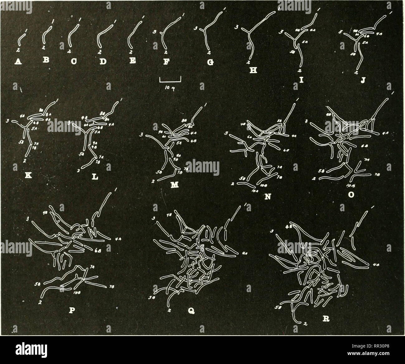 The actinomycetes. Actinomycetales. 50 THE ACTINOMYCETES, Vol. II. Figure  13. N. opaca (V. erythropolis), showing scheme of branching; glycerol  nutrient agar, first sketch 10 hours incubation; others at hourly intervals  (Reproduced