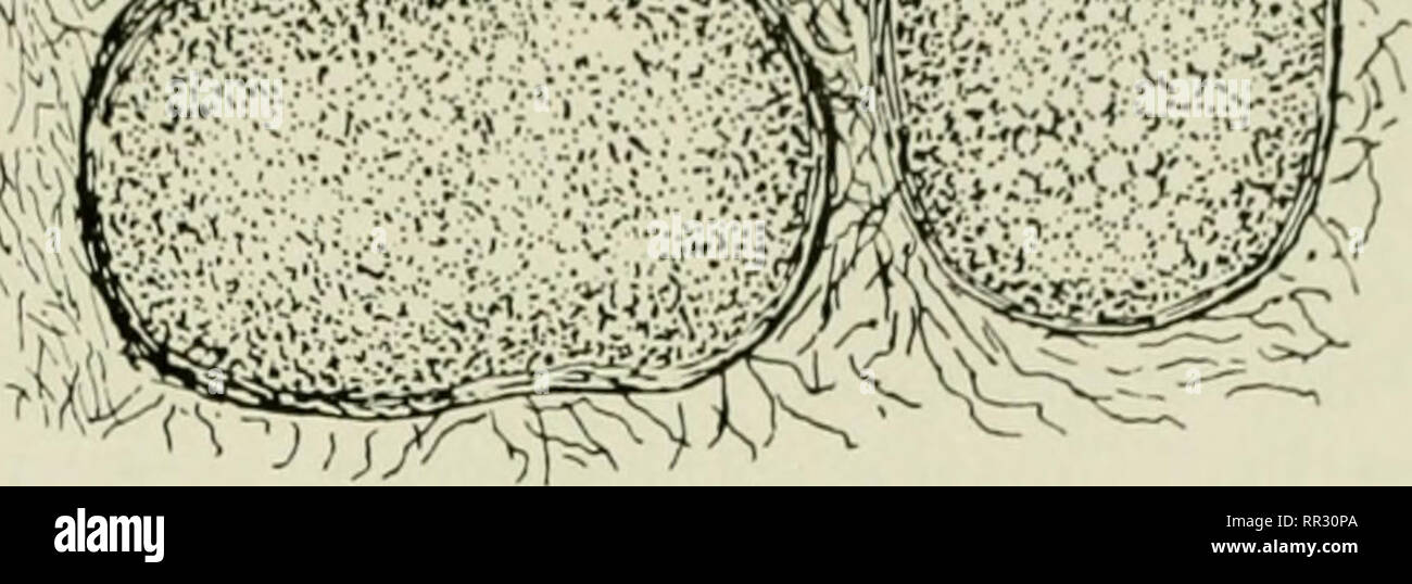 The actinomycetes. Actinomycetales. Fkure 41. Sclcrotia t'onnation in a  .stropto- inycos (Reproduced from: Tliiruinaiachar, M. ,1. Nature 176: 934,  1955). man and others. The presence of flagella was never demonstrated,  howe'er,
